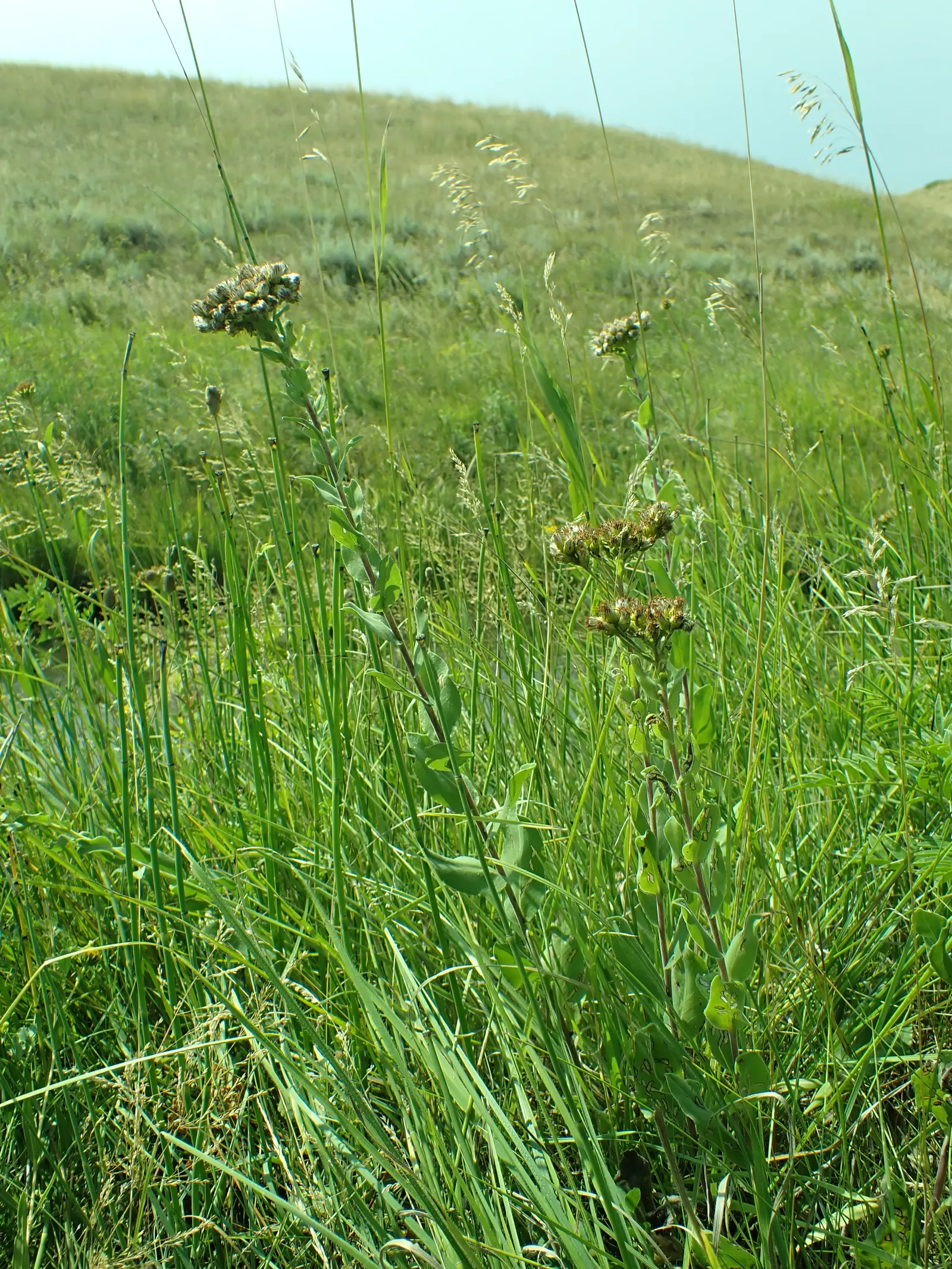 Sweet Goldenrod (Solidago Odora) — tiny yellow flowers arranged in plume-like panicles that tower above the foliage