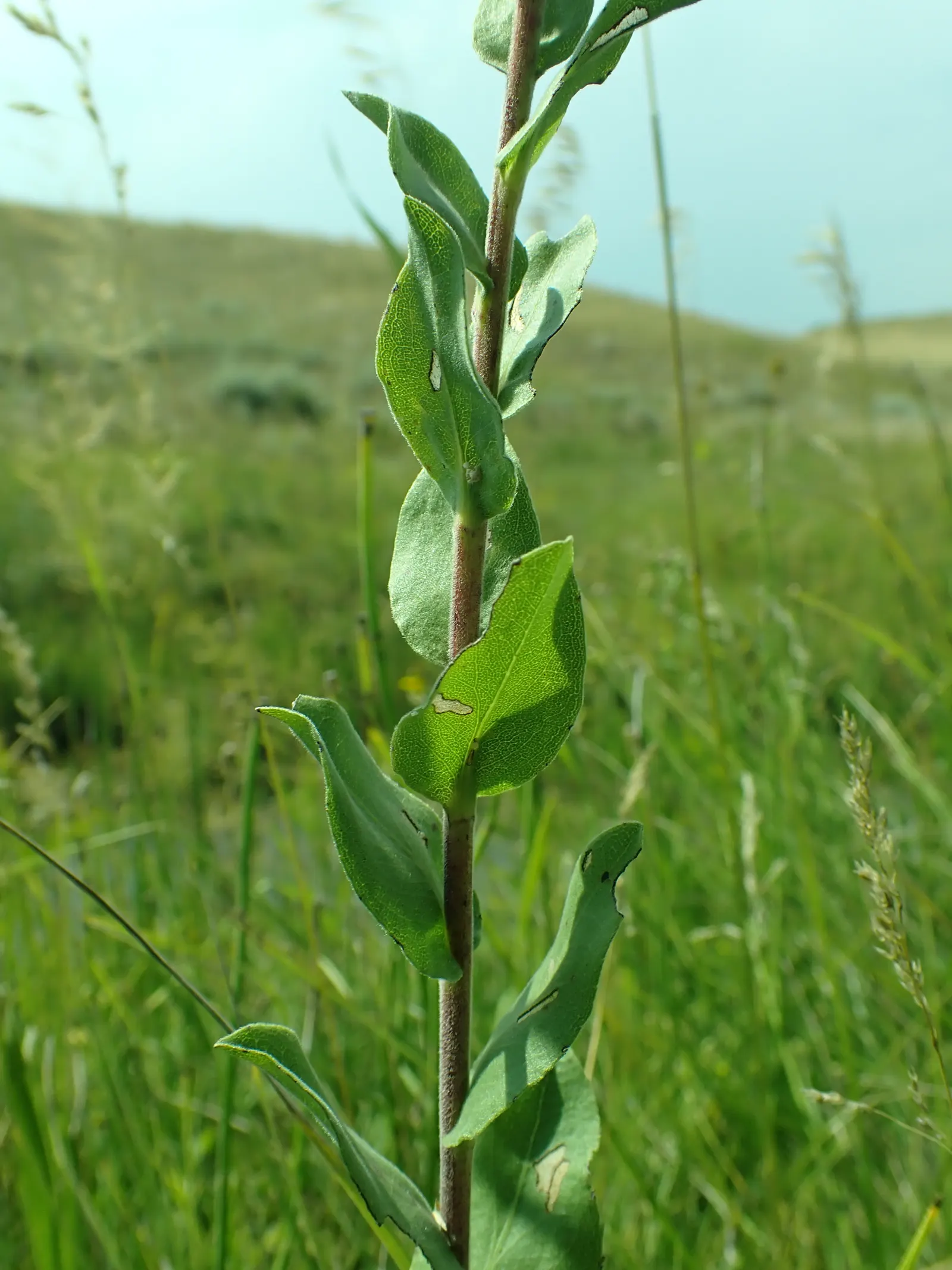 Sweet Goldenrod (Solidago Odora) — making it an excellent choice for a wildlife-friendly garden