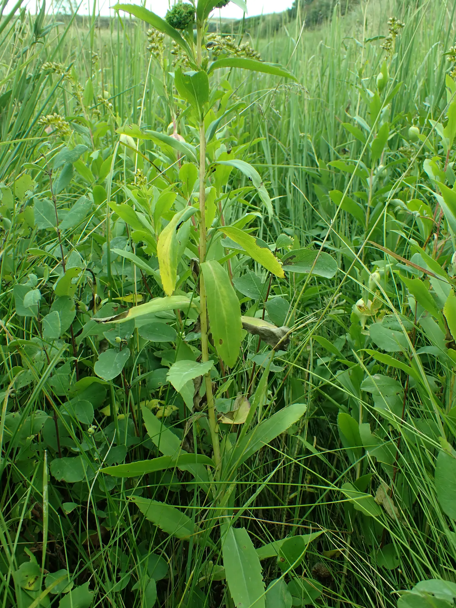 Sweet Goldenrod (Solidago Odora) — Sweet Goldenrod produces abundant
