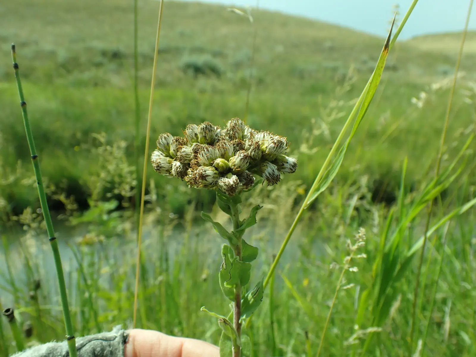 Sweet Goldenrod (Solidago Odora) — measuring up to 4 inches in length