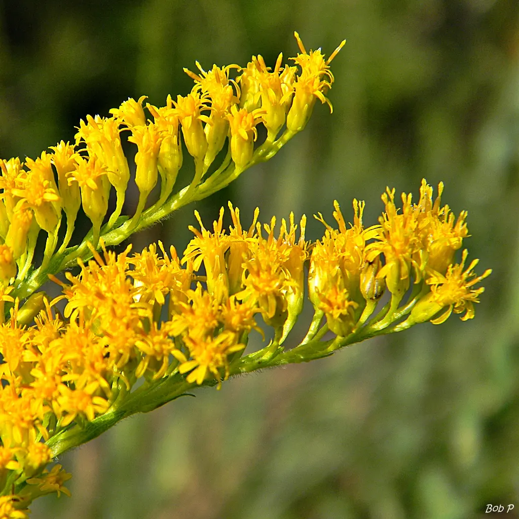Sweet Goldenrod (Solidago Odora) — revered for its delightful anise-scented foliage and late summer blossoms