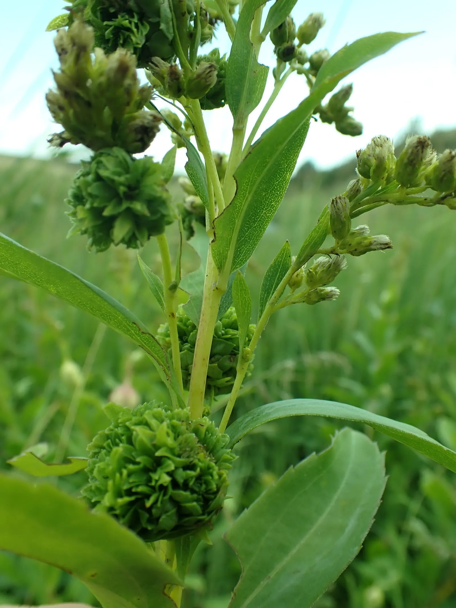 Sweet Goldenrod (Solidago Odora) — lance-shaped leaves and bright yellow flower spikes that emit a pleasant anise scent when crushed