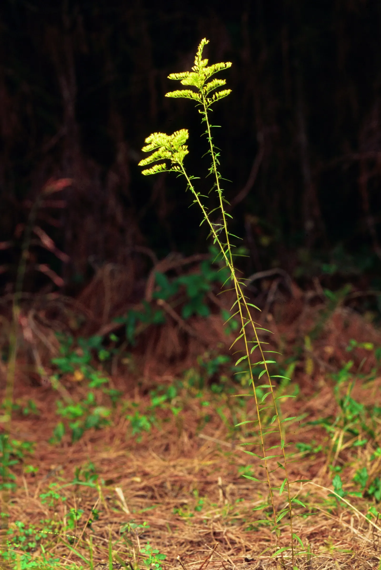 Sweet Goldenrod (Solidago Odora) — group Sweet Goldenrod in masses