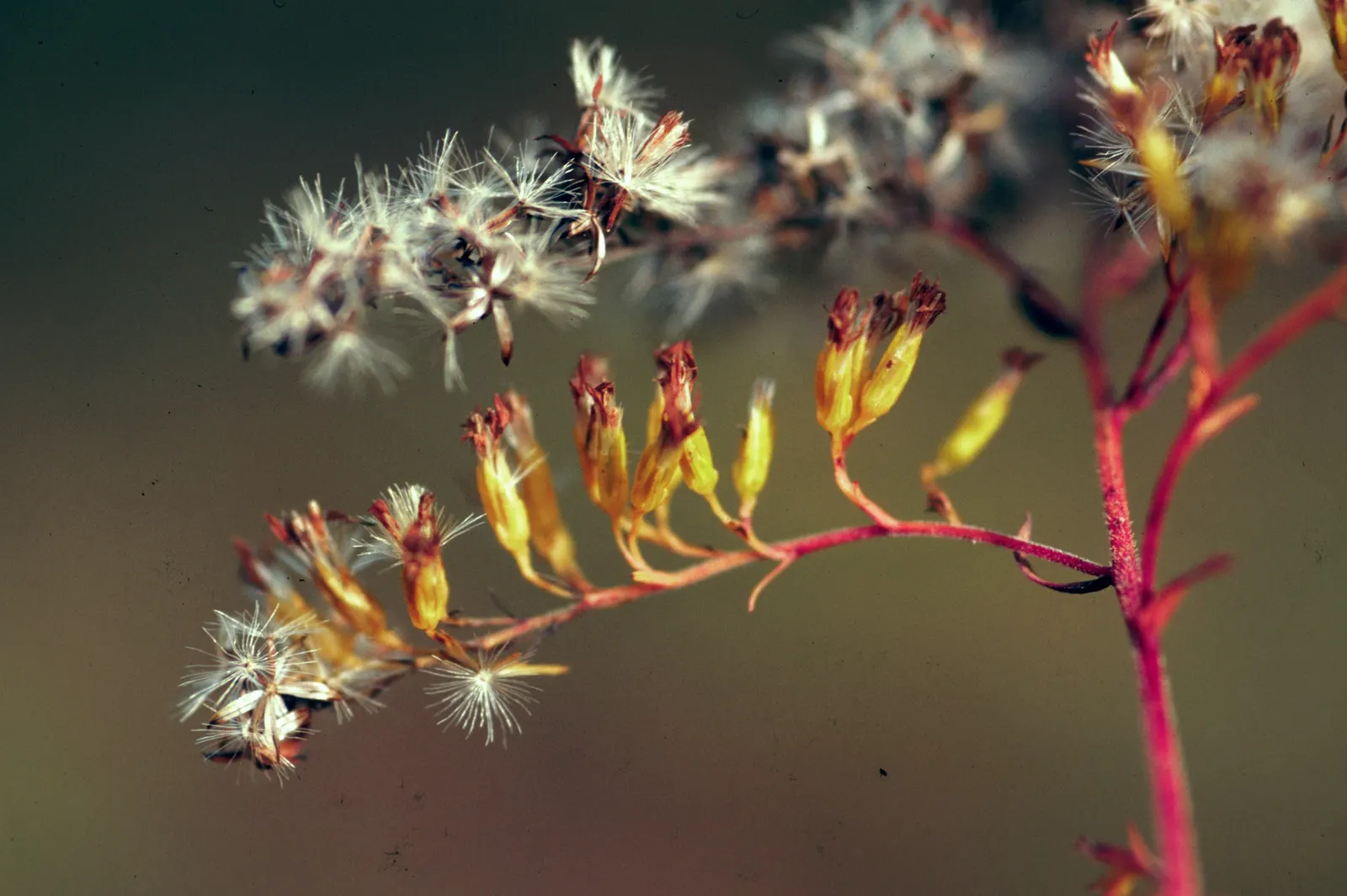 Sweet Goldenrod (Solidago Odora) — These blossoms are highly attractive to pollinators like bees and butterflies