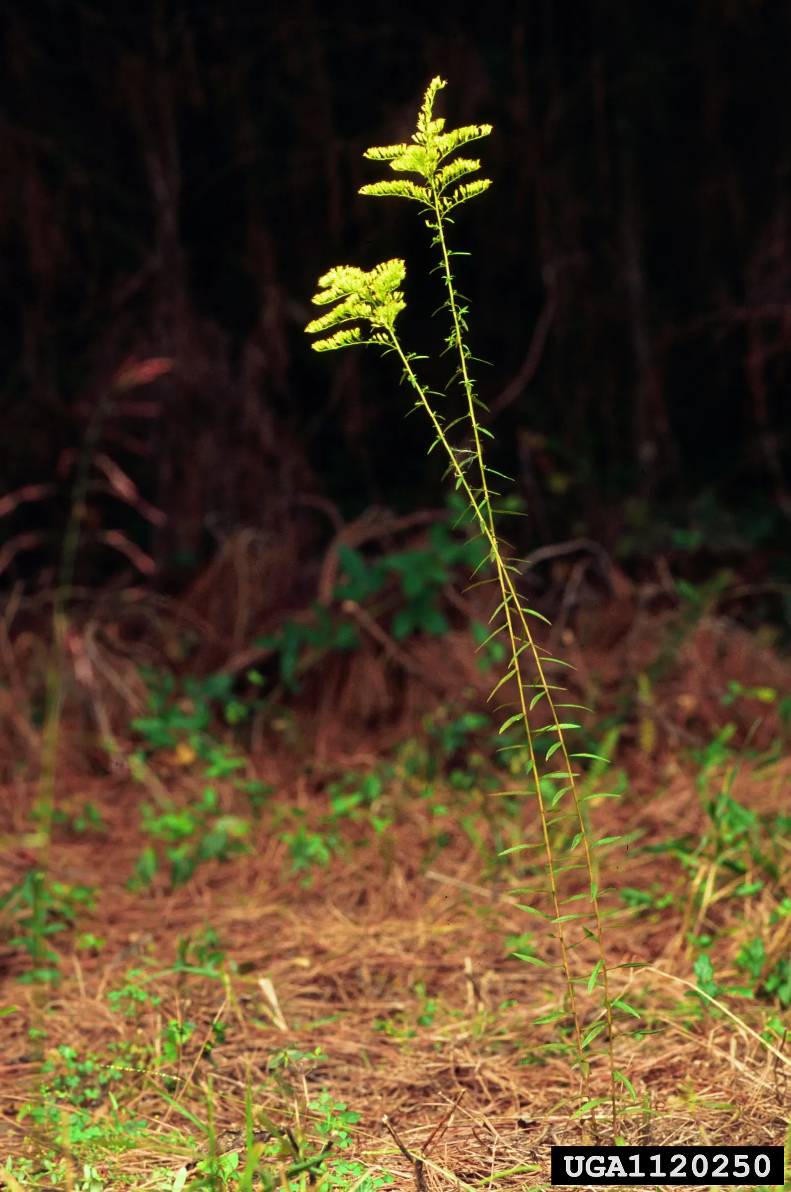 Sweet Goldenrod (Solidago Odora) — This North American native stands 2-4ft tall