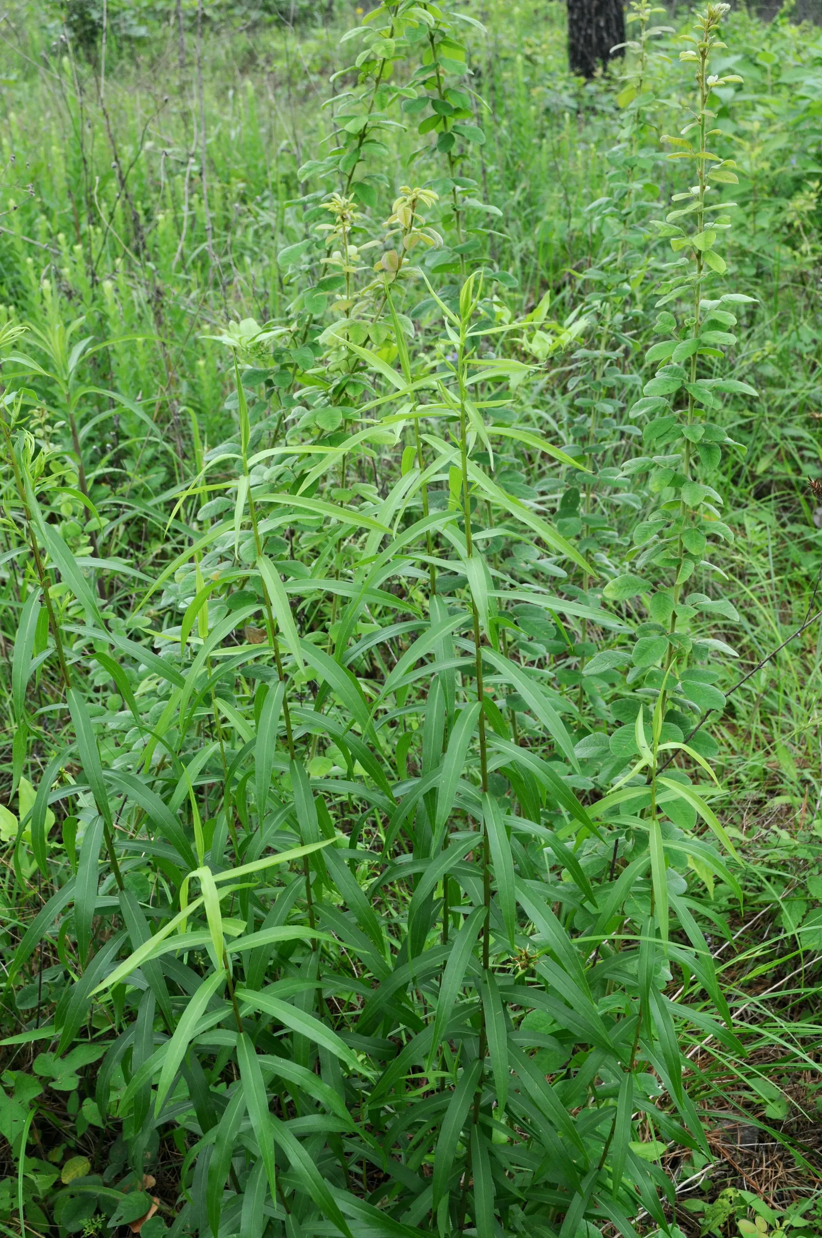 Sweet Goldenrod (Solidago Odora) — Ideal for naturalized areas, it adds color and fragrance to any landscape design