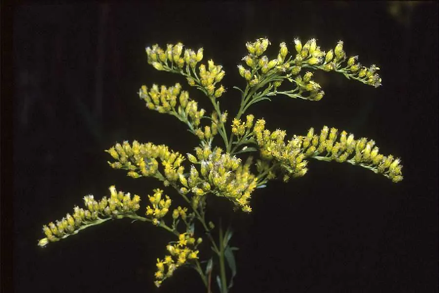 Sweet Goldenrod (Solidago Odora) — licorice-like aroma.<br><br>In late summer to early fall