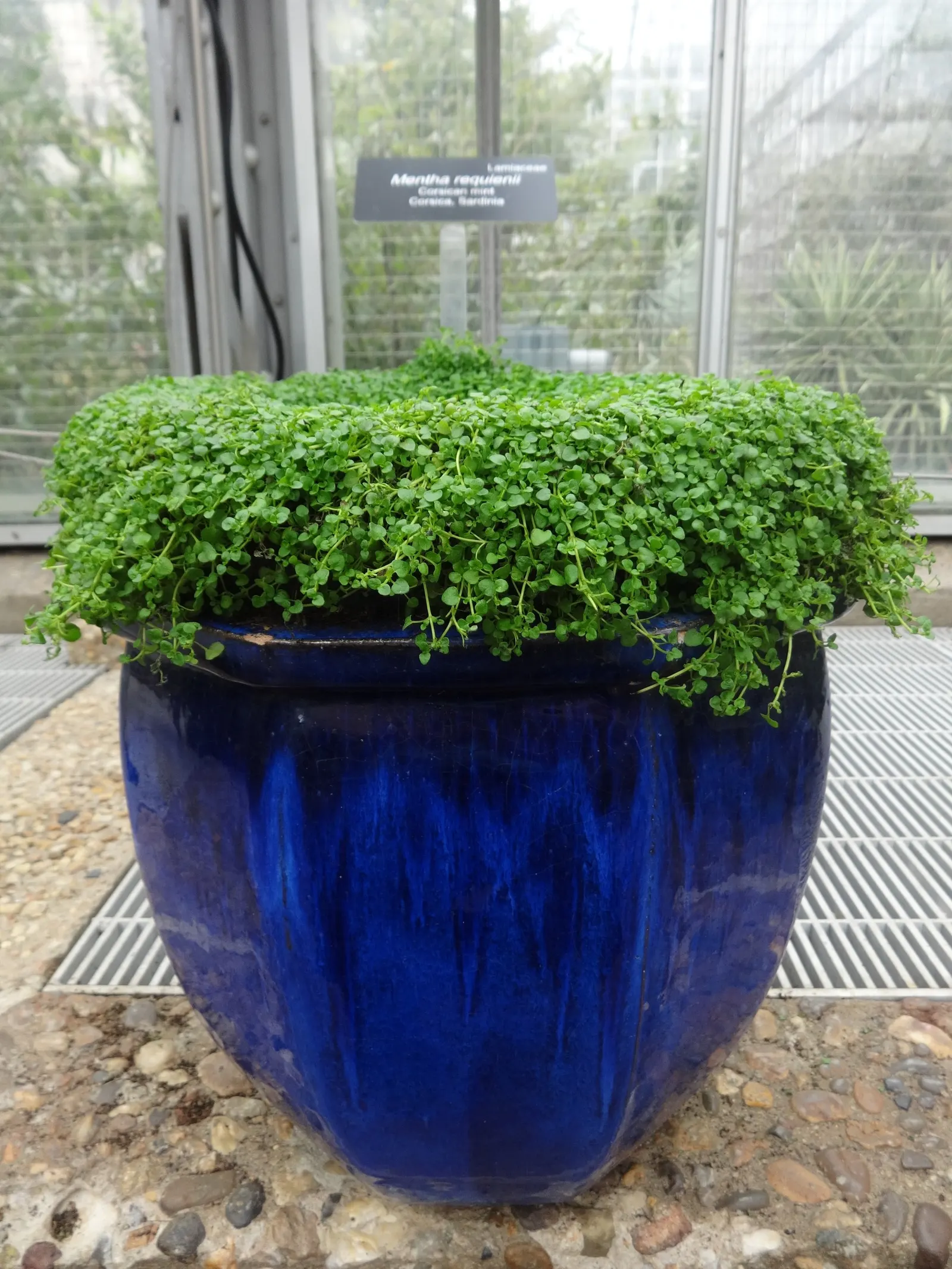 Corsican Mint (Mentha Requienii) — Corsican Mint (Mentha requienii) is a diminutive yet fragrant perennial herb acclaimed for its intense