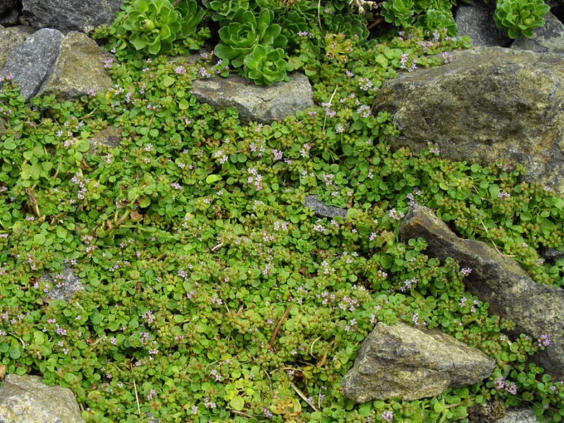 Corsican Mint (Mentha Requienii) — Thriving in partial shade and moist
