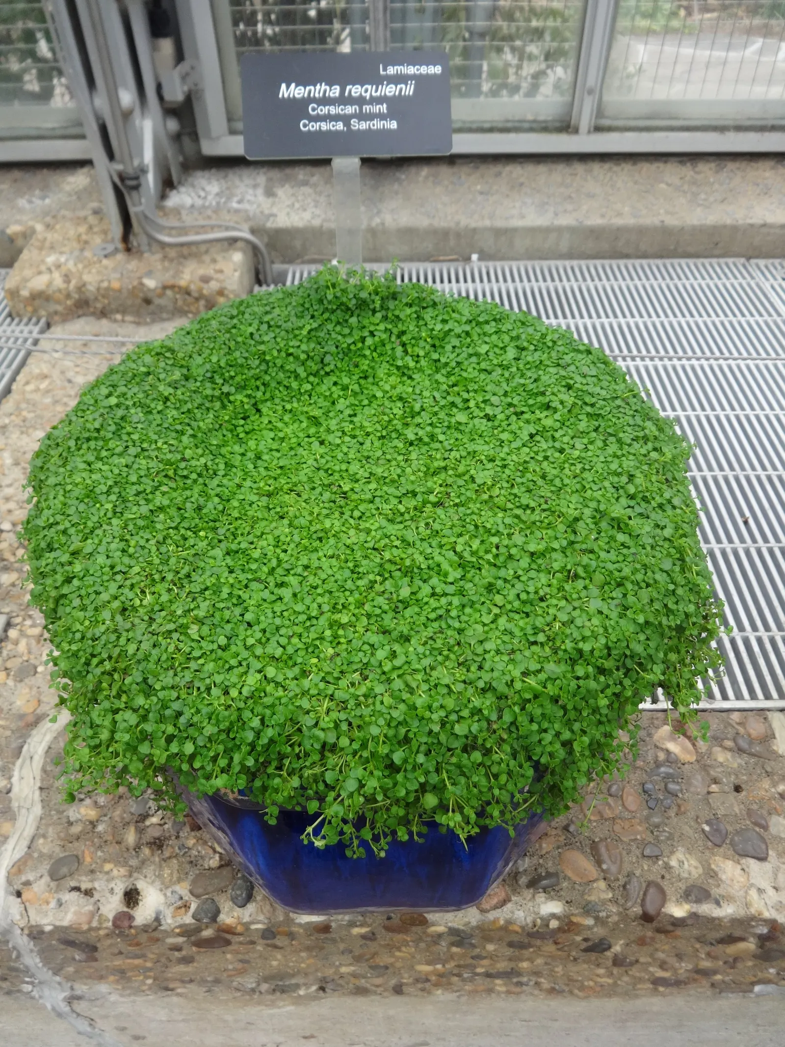 Corsican Mint (Mentha Requienii) — Hardy in Zones 7-9, it requires minimal maintenance and spreads rapidly