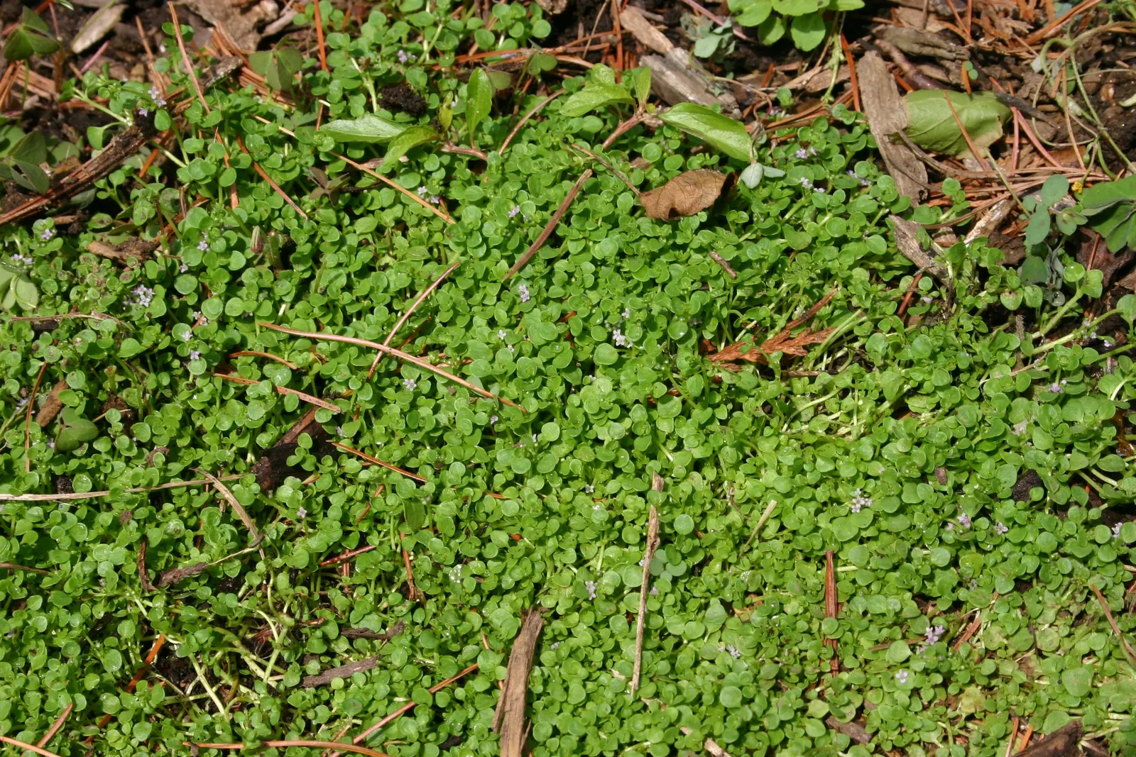 Corsican Mint (Mentha Requienii) — Corsican Mint (Mentha requienii) is a low-growing