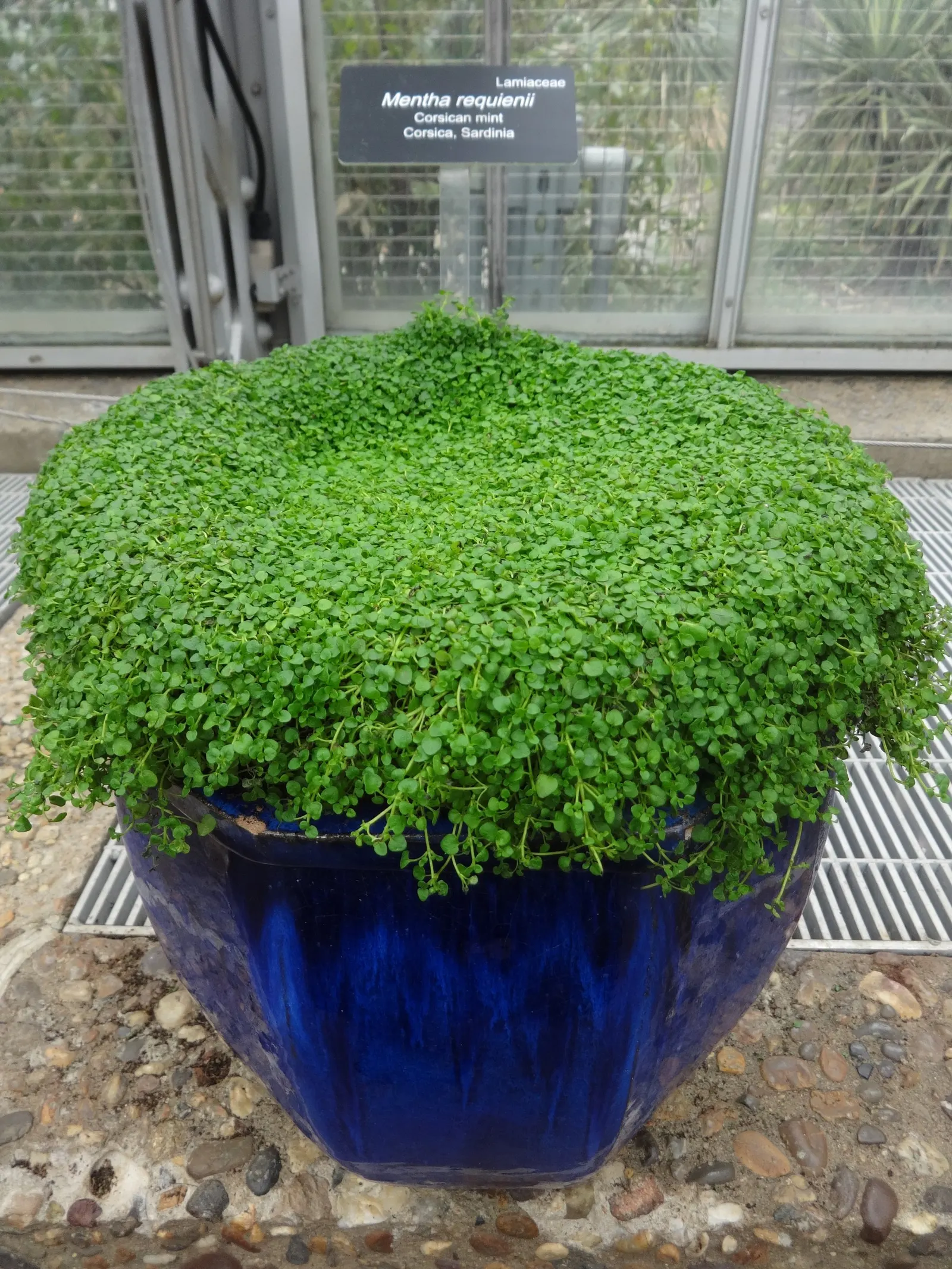 Corsican Mint (Mentha Requienii) — minty aroma and its penchant for forming low-growing