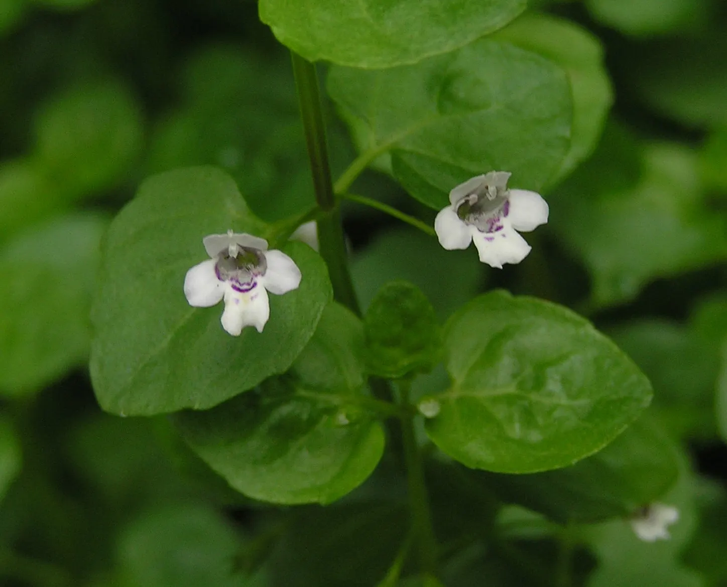 Corsican Mint (Mentha Requienii) — Tiny lavender flowers in summer attract pollinators