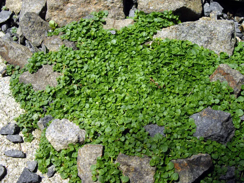 Corsican Mint (Mentha Requienii) — green carpet reaching only 1 inch in height