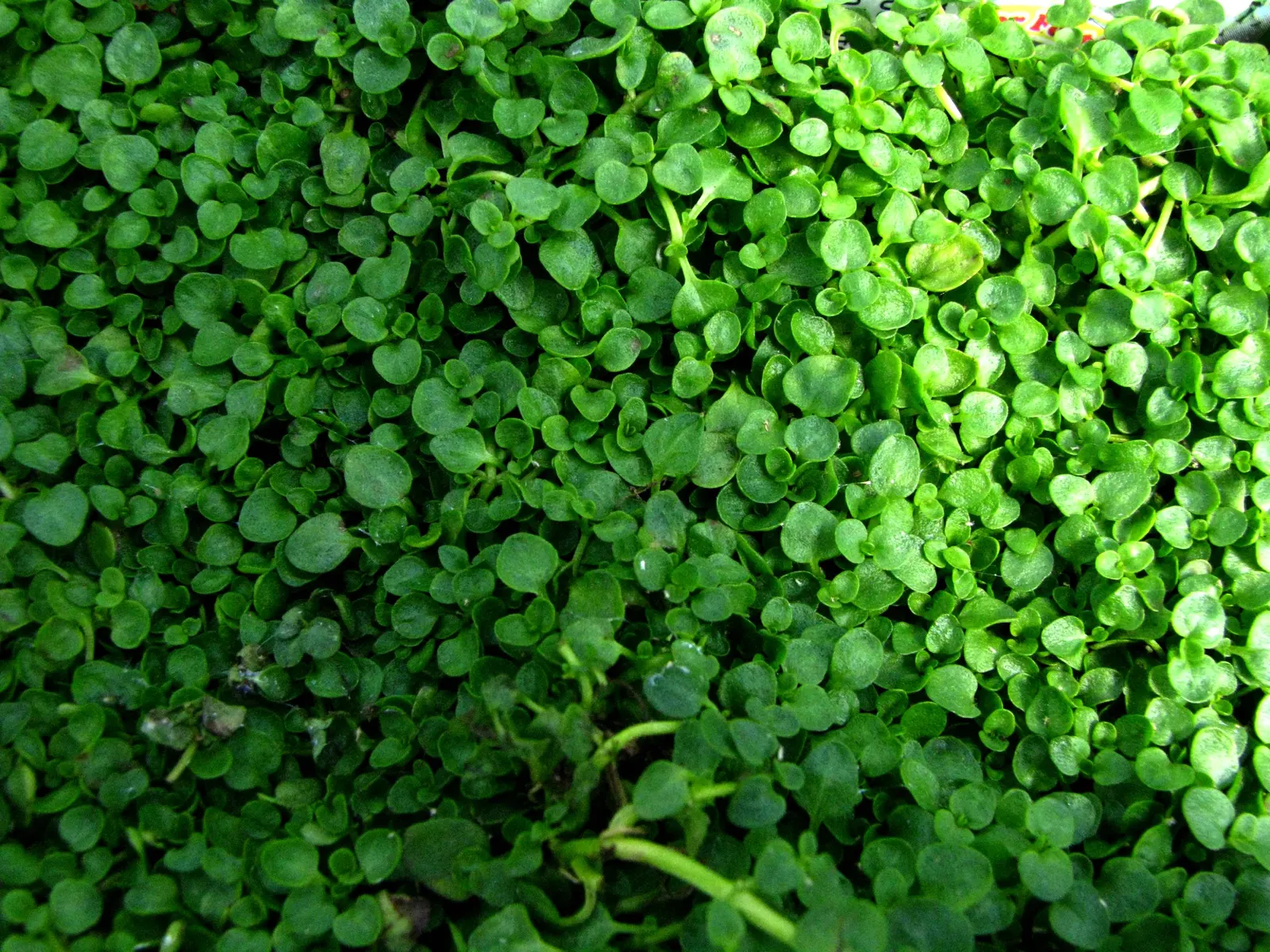 Corsican Mint (Mentha Requienii) — ideal for fairy gardens or as a groundcover between stepping stones