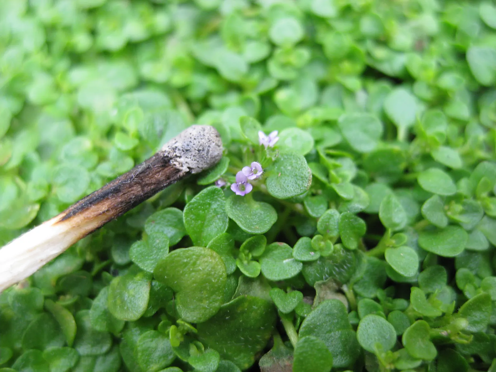 Corsican Mint (Mentha Requienii) — where its fragrance can be released when trodden upon