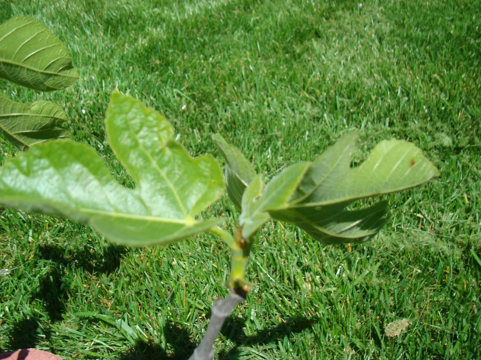 Celeste Fig (Ficus Carica 'Celeste') — The 'Celeste' Fig (Ficus carica 'Celeste') is a deciduous fruit tree