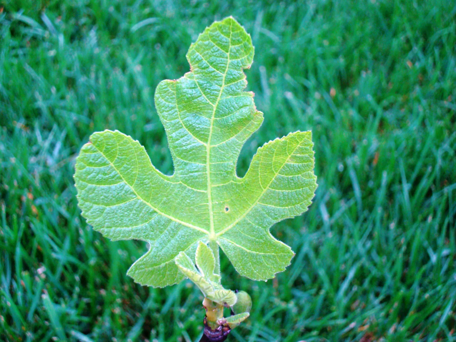 Celeste Fig (Ficus Carica 'Celeste') — Tolerant of moderate drought once established