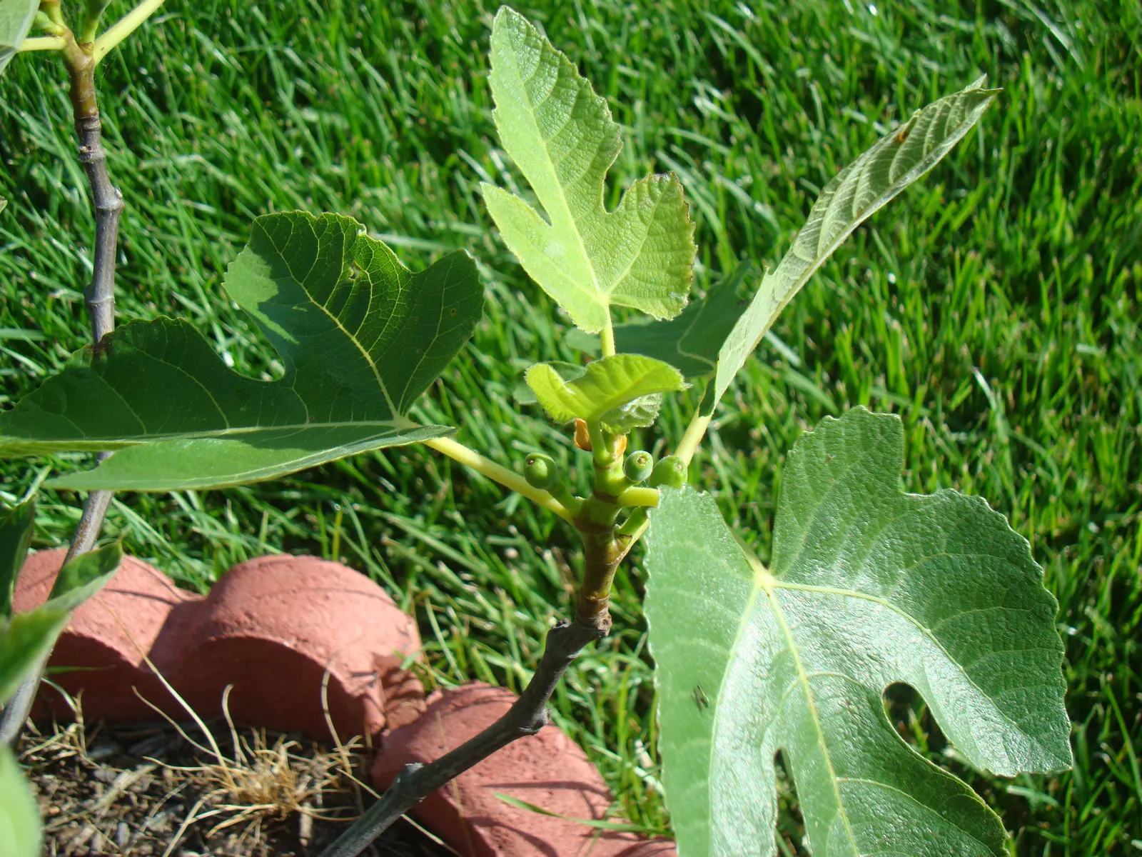 Celeste Fig (Ficus Carica 'Celeste') — growing 7-10 ft tall with a spread of 5-7 ft