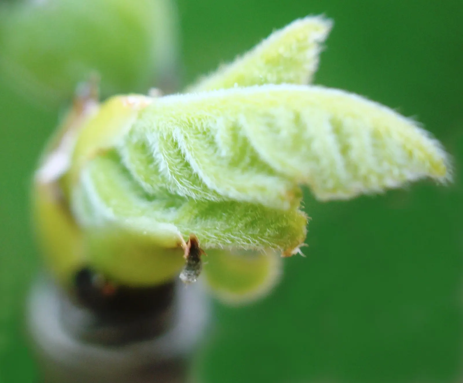 Celeste Fig (Ficus Carica 'Celeste') — Thrives in zones 7-9, prefers full sun
