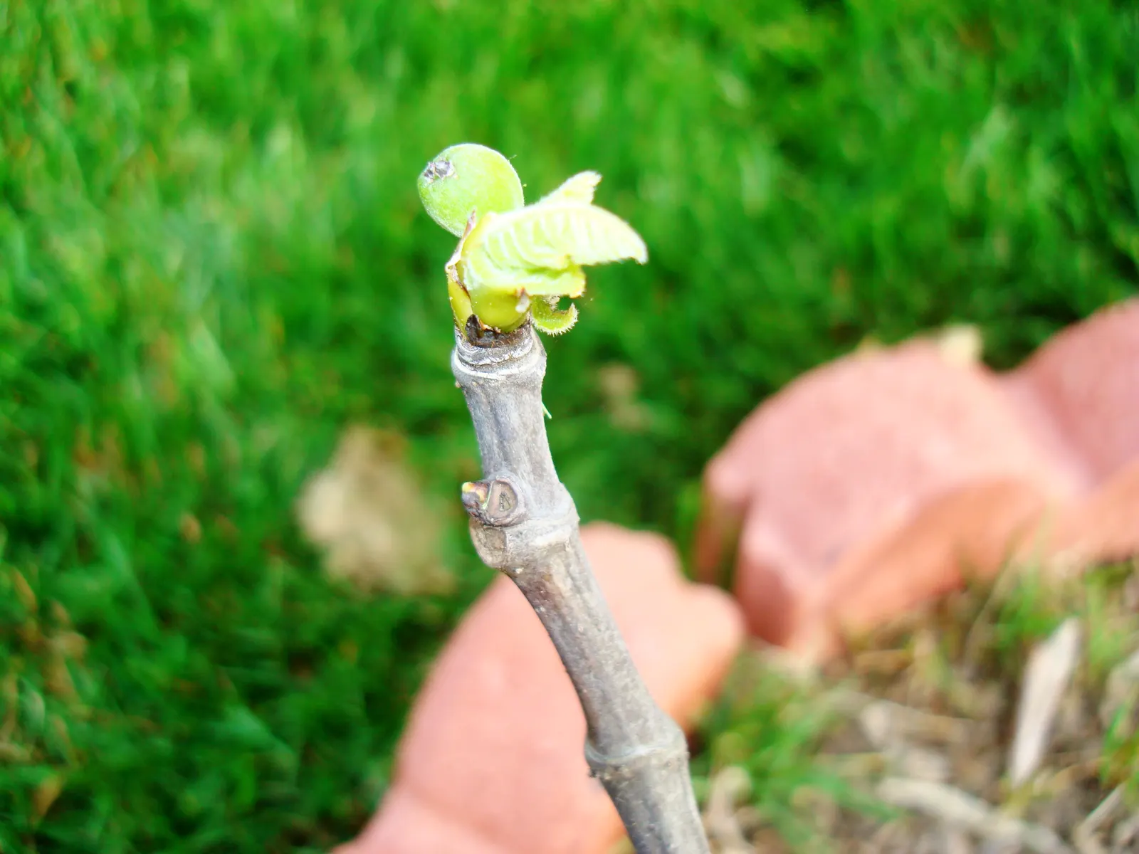 Celeste Fig (Ficus Carica 'Celeste') — Noted for its sweet, small to medium purple-skinned fruits and robust growth