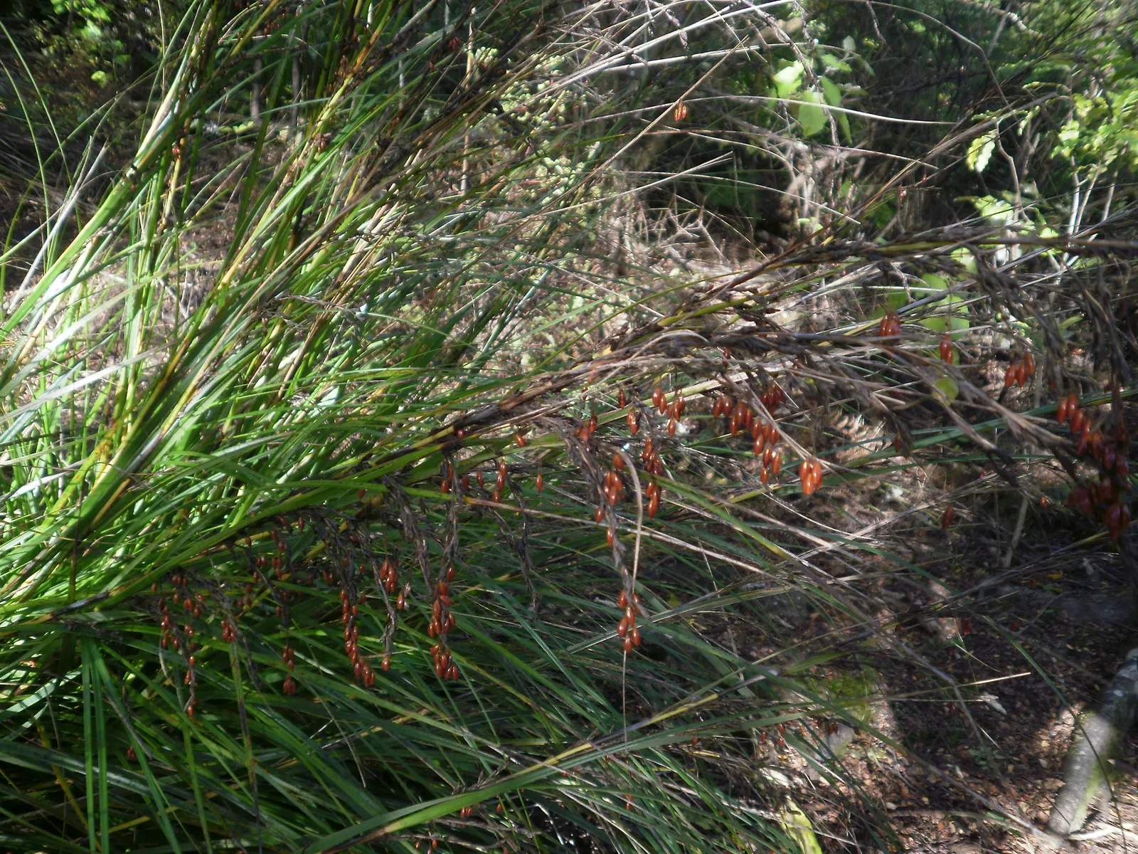 New Zealand Sedge (Carex Dipsacea) — Carex dipsacea, or New Zealand Sedge, is a hardy, evergreen perennial grass