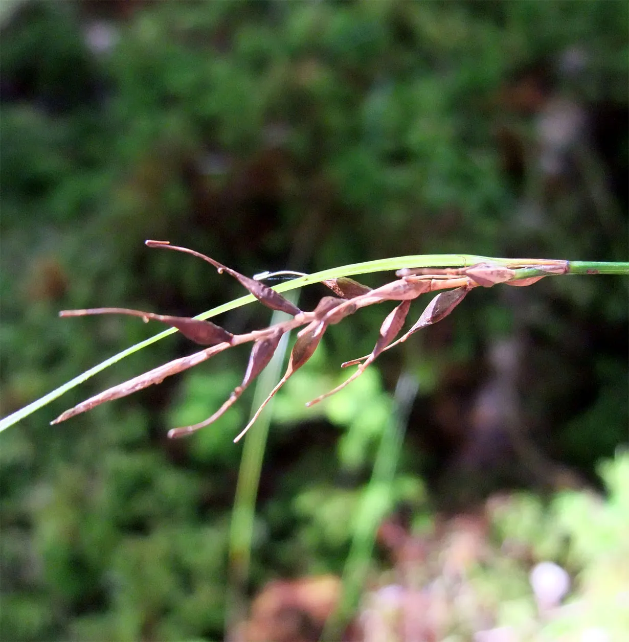 New Zealand Sedge (Carex Dipsacea) — Tolerant of various soil conditions, it requires minimal maintenance