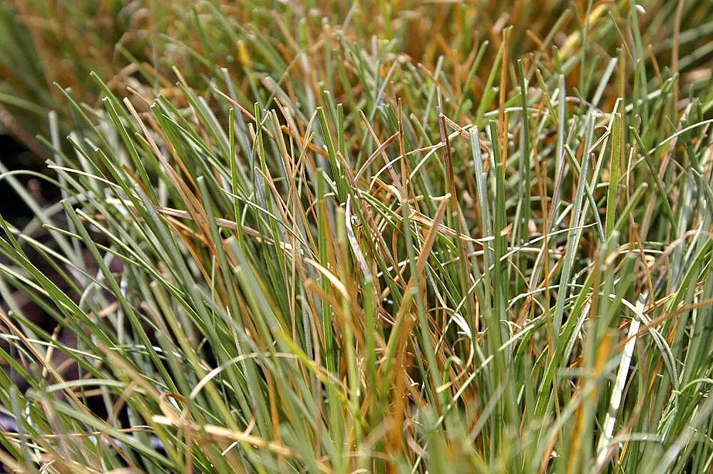 New Zealand Sedge (Carex Dipsacea) — This sedge boasts olive-green foliage with a fine texture that adds a wispy, flowing aesthetic