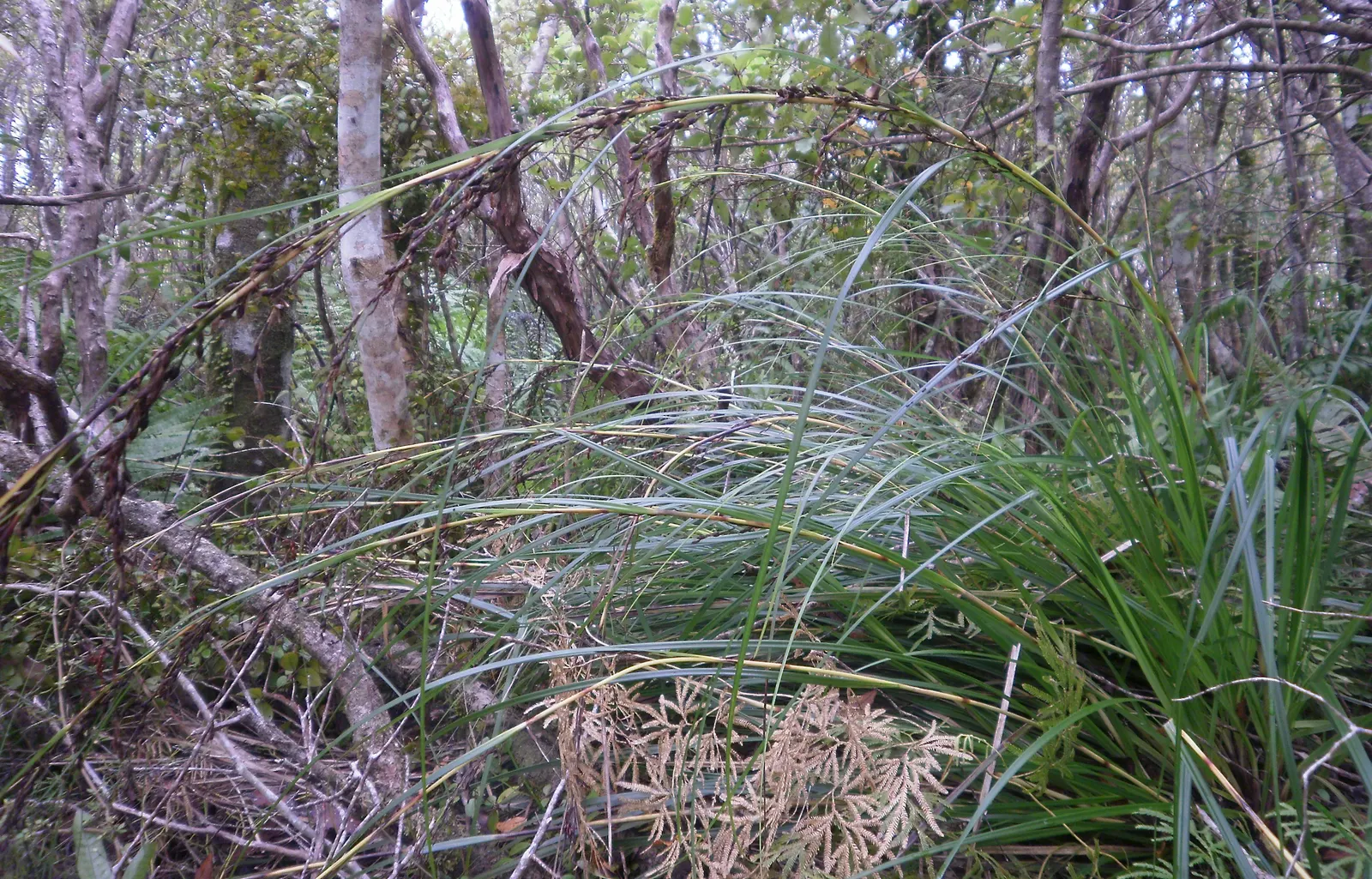 New Zealand Sedge (Carex Dipsacea) — Thriving in full sun to partial shade, it grows up to 2-3 feet tall and wide, with a clumping habit