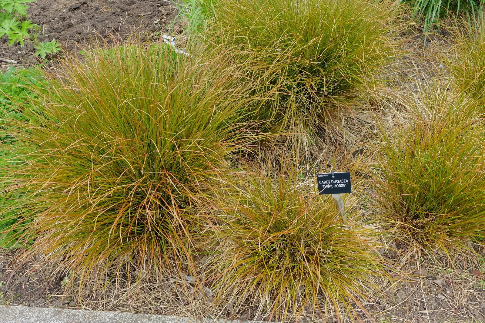 New Zealand Sedge (Carex Dipsacea) — Ideal for mass plantings and adding contrast in mixed borders