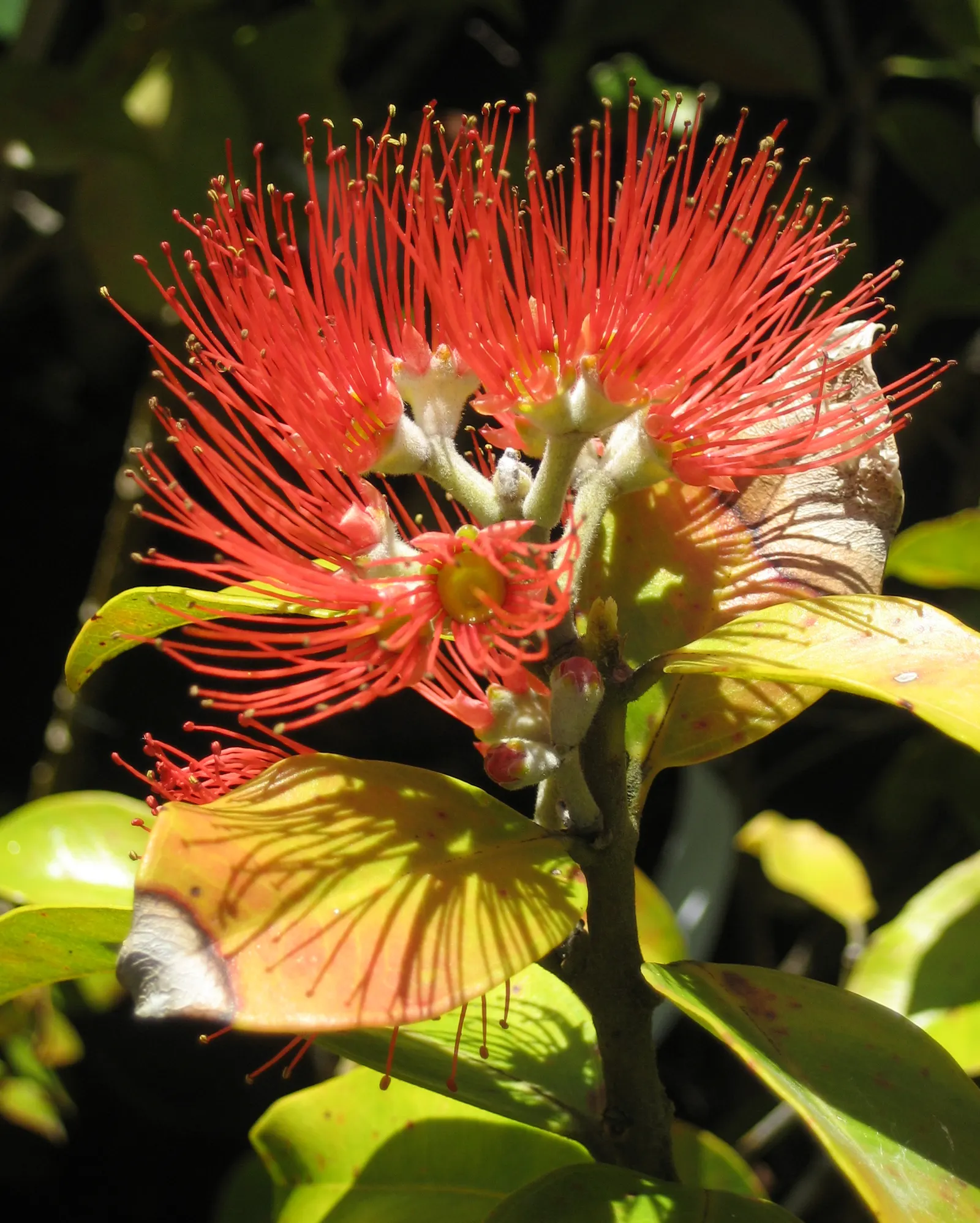Springfire Lehua (Metrosideros Collina 'Springfire') — is a vibrant evergreen shrub