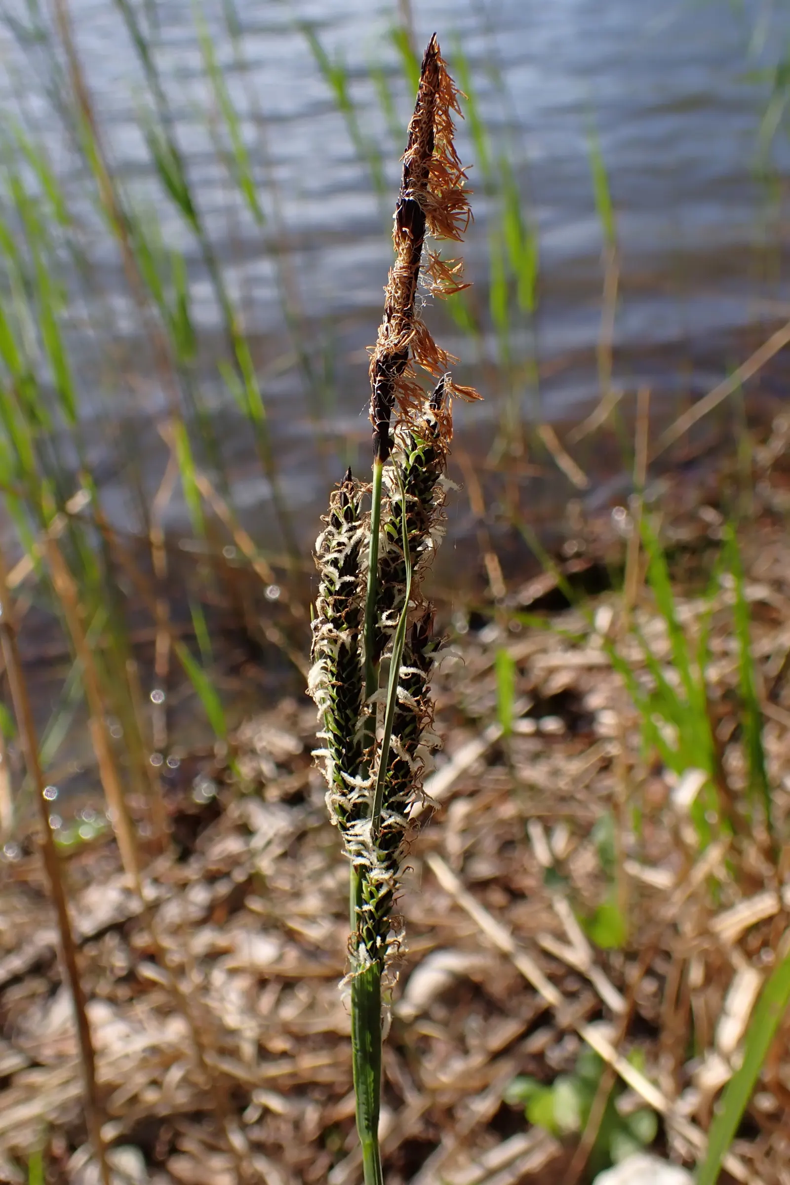 Tussock Sedge (Carex Stricta) — aiding in the establishment of a biodiverse ecosystem.<br><br>Notable for its narrow; visually appealing ground cover
