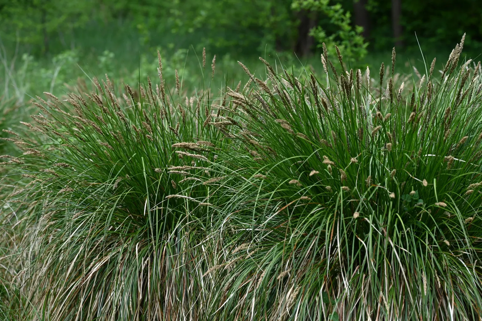 Tussock Sedge (Carex Stricta) — These tussocks offer elevated platforms for a variety of wildlife; or naturalized areas near ponds and, image 74