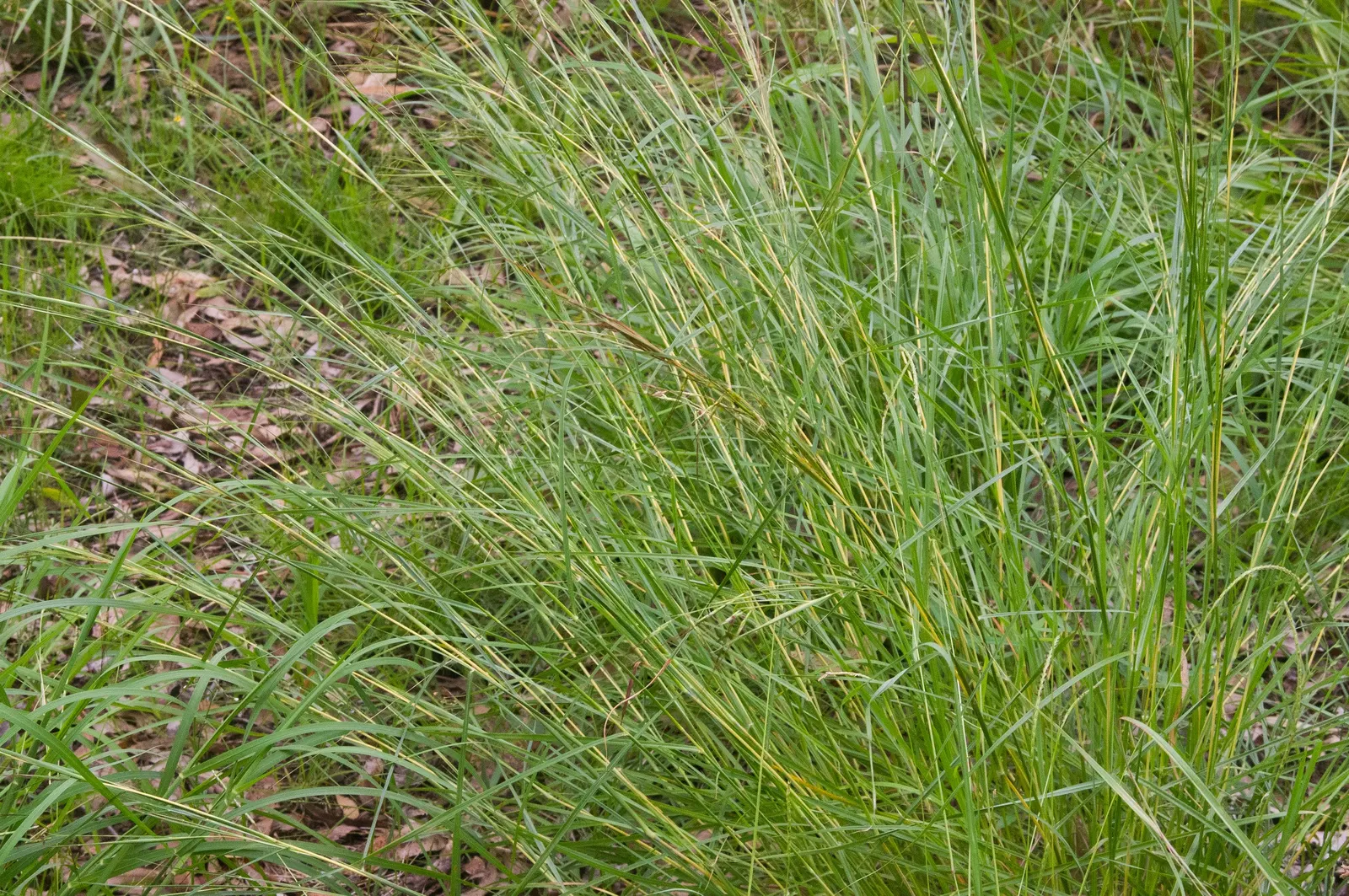 Tussock Sedge (Carex Stricta) — grass for full or half or shade