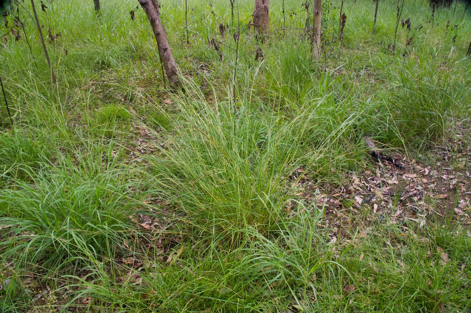 Tussock Sedge (Carex Stricta) — adding to its seasonal interest