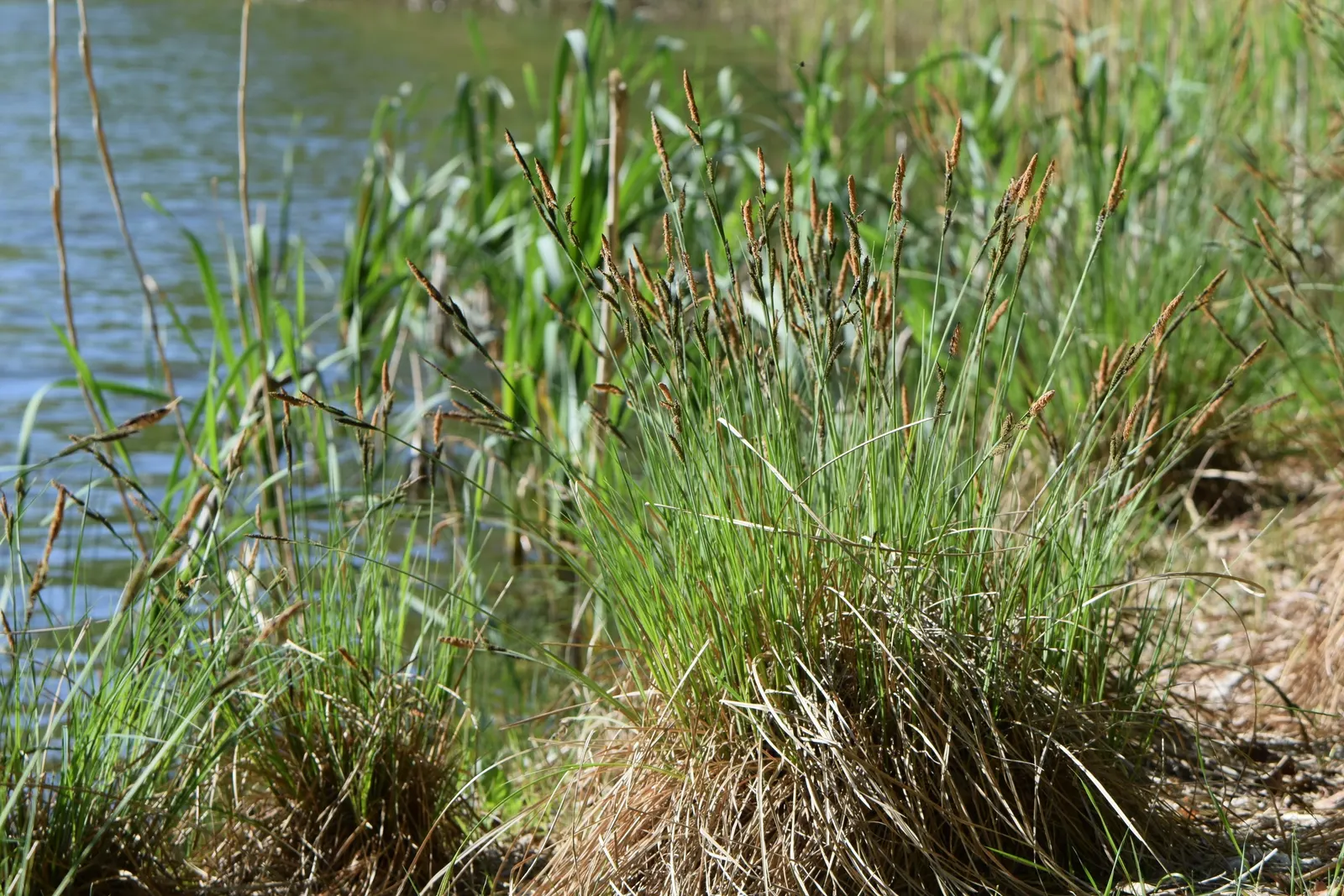 Tussock Sedge (Carex Stricta) — consider its need for consistent moisture; carex stricta forms distinctive tussocks
