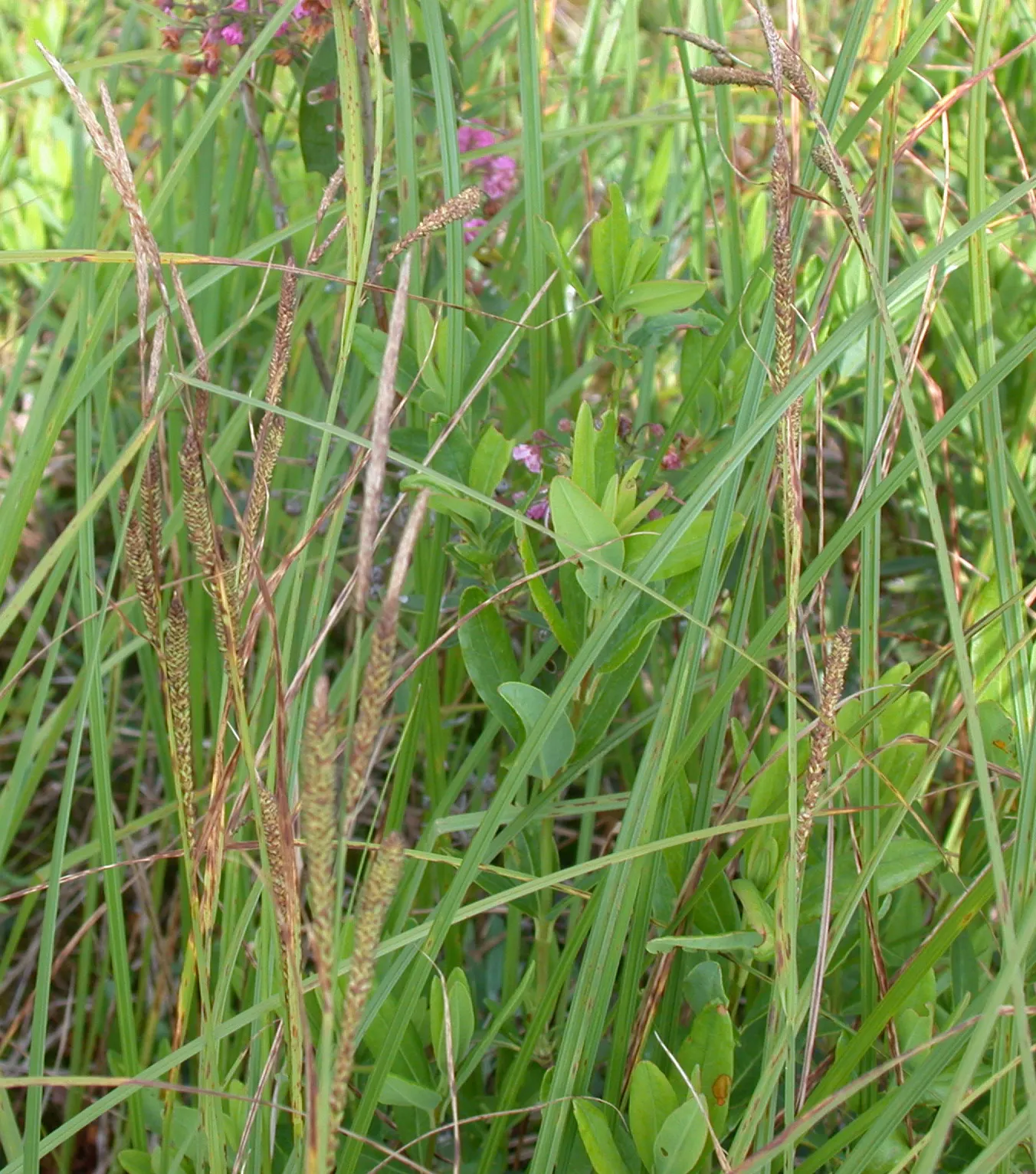 Tussock Sedge (Carex Stricta) — creating habitat for wildlife and preventing soil erosion; presents a unique textural element to wetland-inspired, image 68