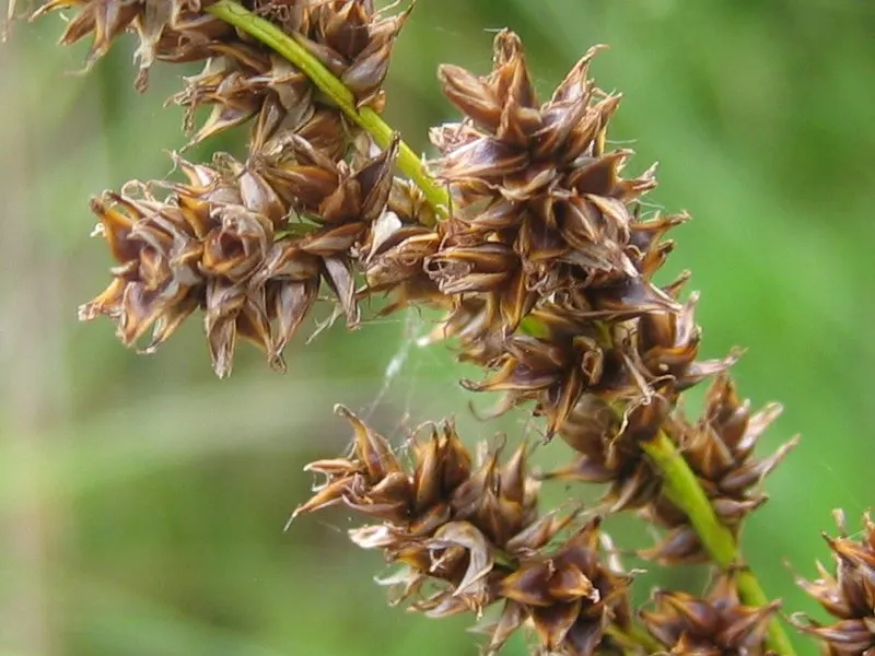 Tussock Sedge (Carex Stricta) — The inconspicuous greenish-brown flower spikes appear in late spring