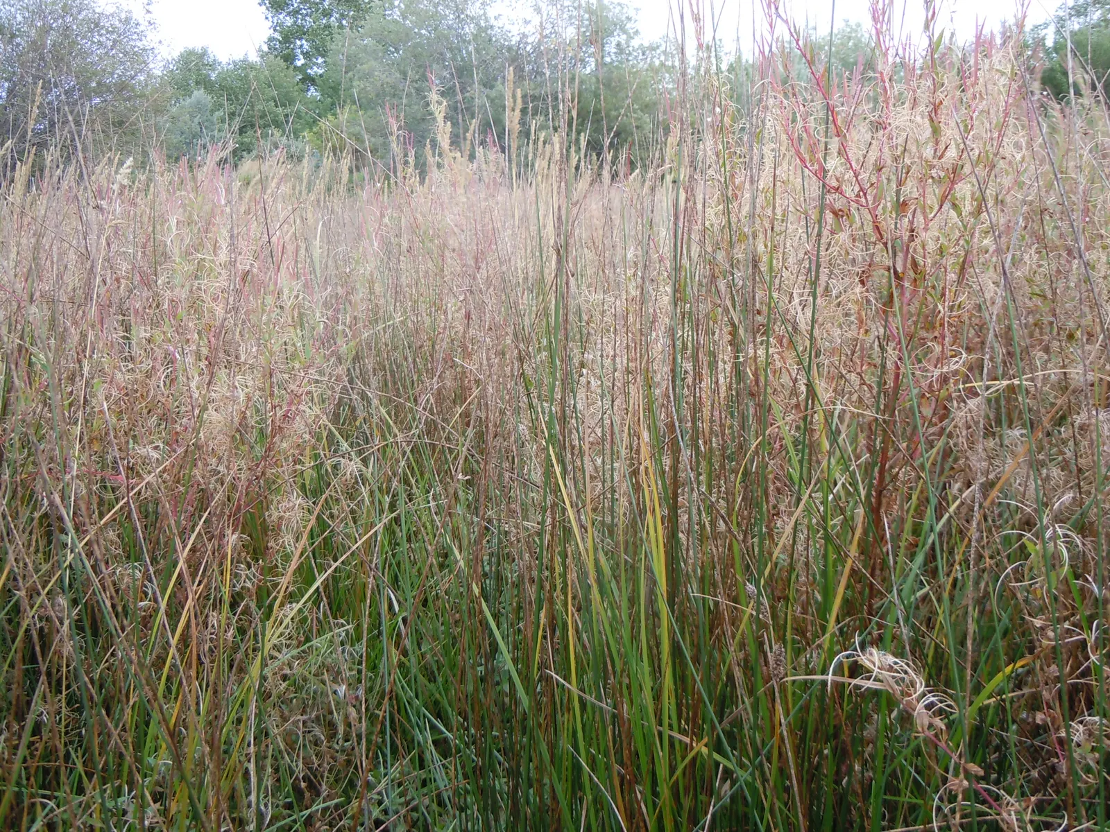 Tussock Sedge (Carex Stricta) — commonly known as Tussock Sedge
