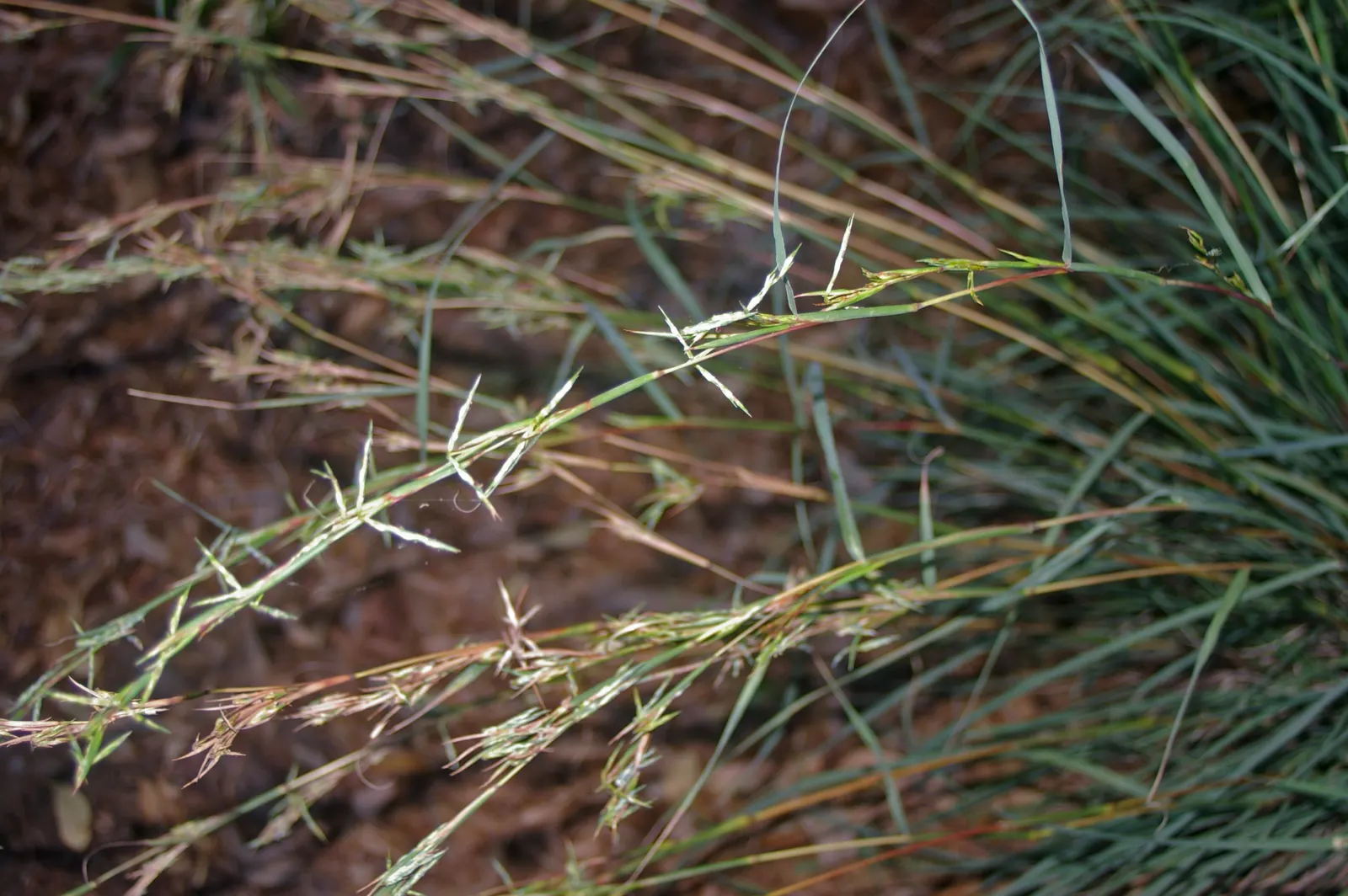 Tussock Sedge (Carex Stricta) — grass with red blooms; adding to its seasonal interest