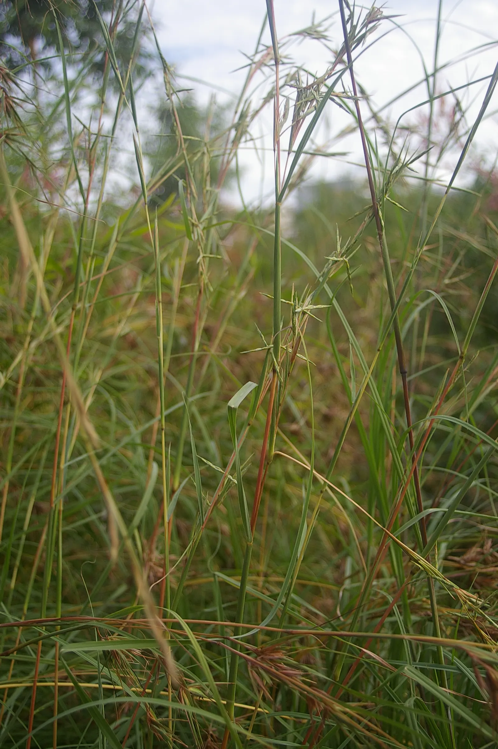 Tussock Sedge (Carex Stricta) — This sedge is typically free from serious pests or diseases; incorporating this native sedge en masse offers both, image 84