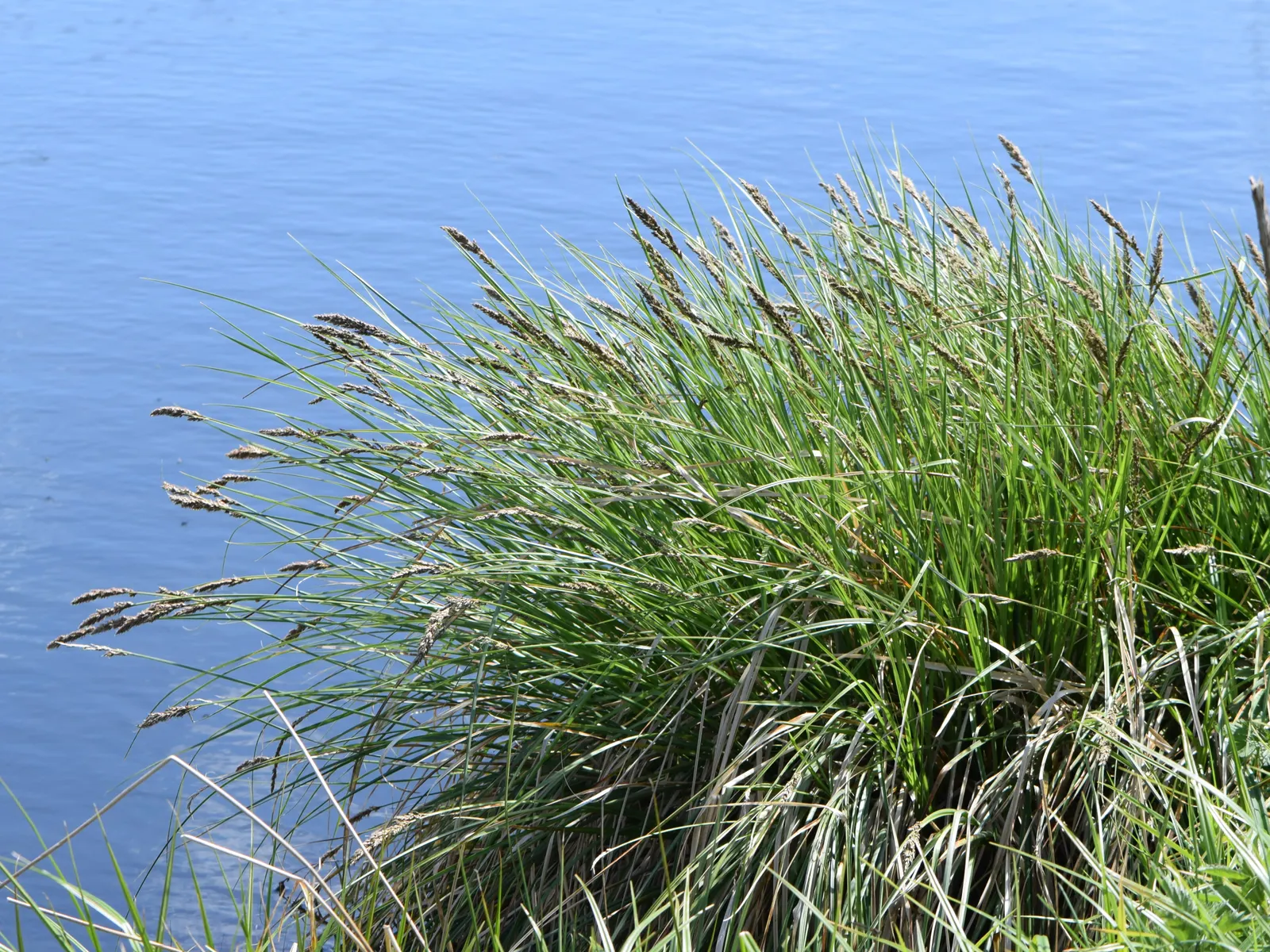Tussock Sedge (Carex Stricta) — The plant flourishes in full to partial sun, making it a flexible choice for varying garden exposures; characterized by its