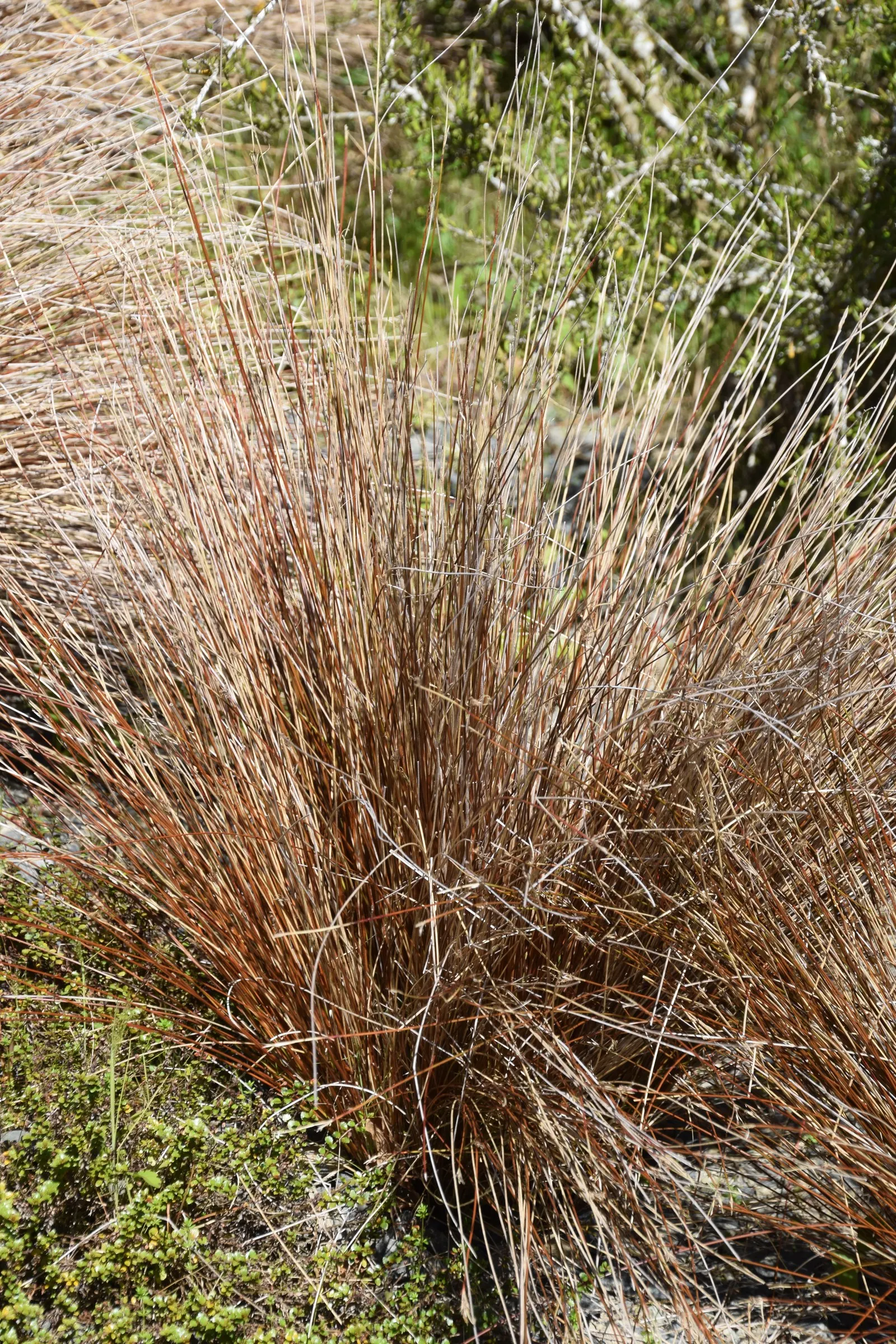 Tussock Sedge (Carex Stricta) — forming dense clumps up to 2-3 ft wide; which can reach heights of 1-2 feet with a comparable spread