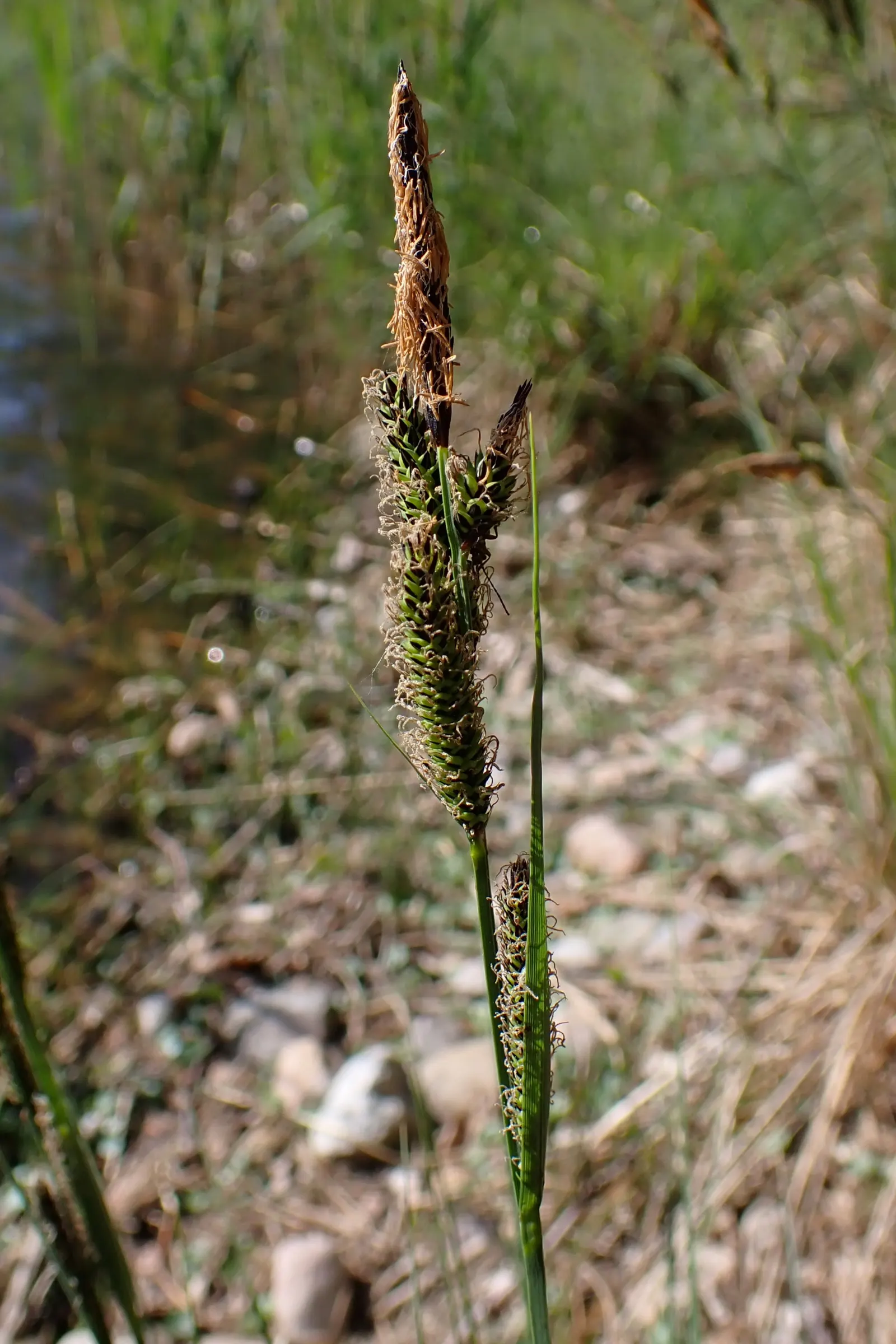 Tussock Sedge (Carex Stricta) — This hardy perennial prefers full sun to part shade and is ideal for rain gardens and water edges; commonly known as Tussock
