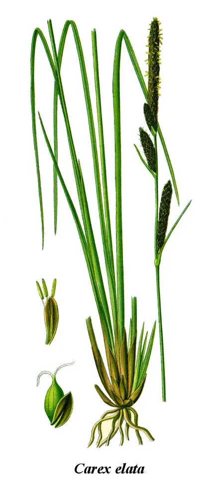 Tussock Sedge (Carex Stricta) — ensuring a low-maintenance presence in the garden.<br><br>When designing with Carex stricta