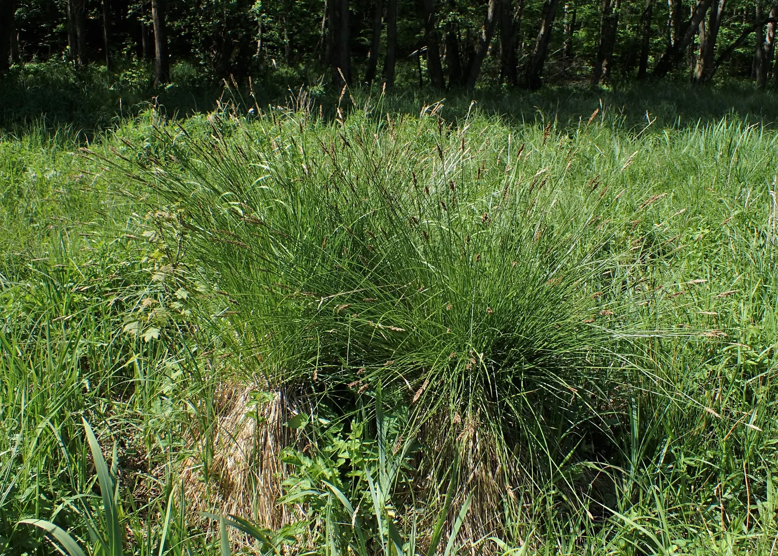 Tussock Sedge (Carex Stricta) — which can reach heights of 1-2 feet with a comparable spread; these tussocks offer elevated platforms for a variety, image 104