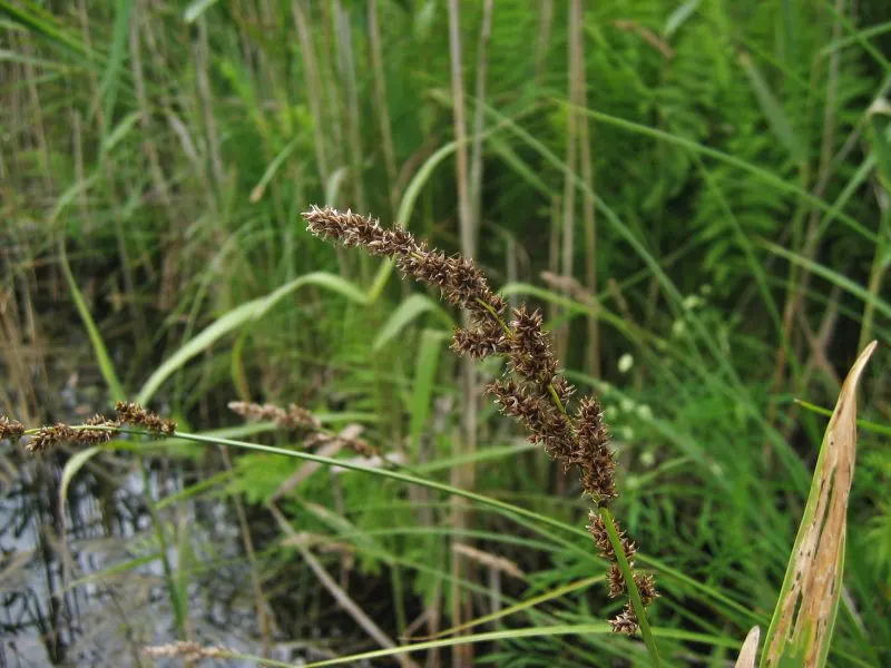 Tussock Sedge (Carex Stricta) — These tussocks offer elevated platforms for a variety of wildlife; or naturalized areas near ponds and streams.<br><br>During