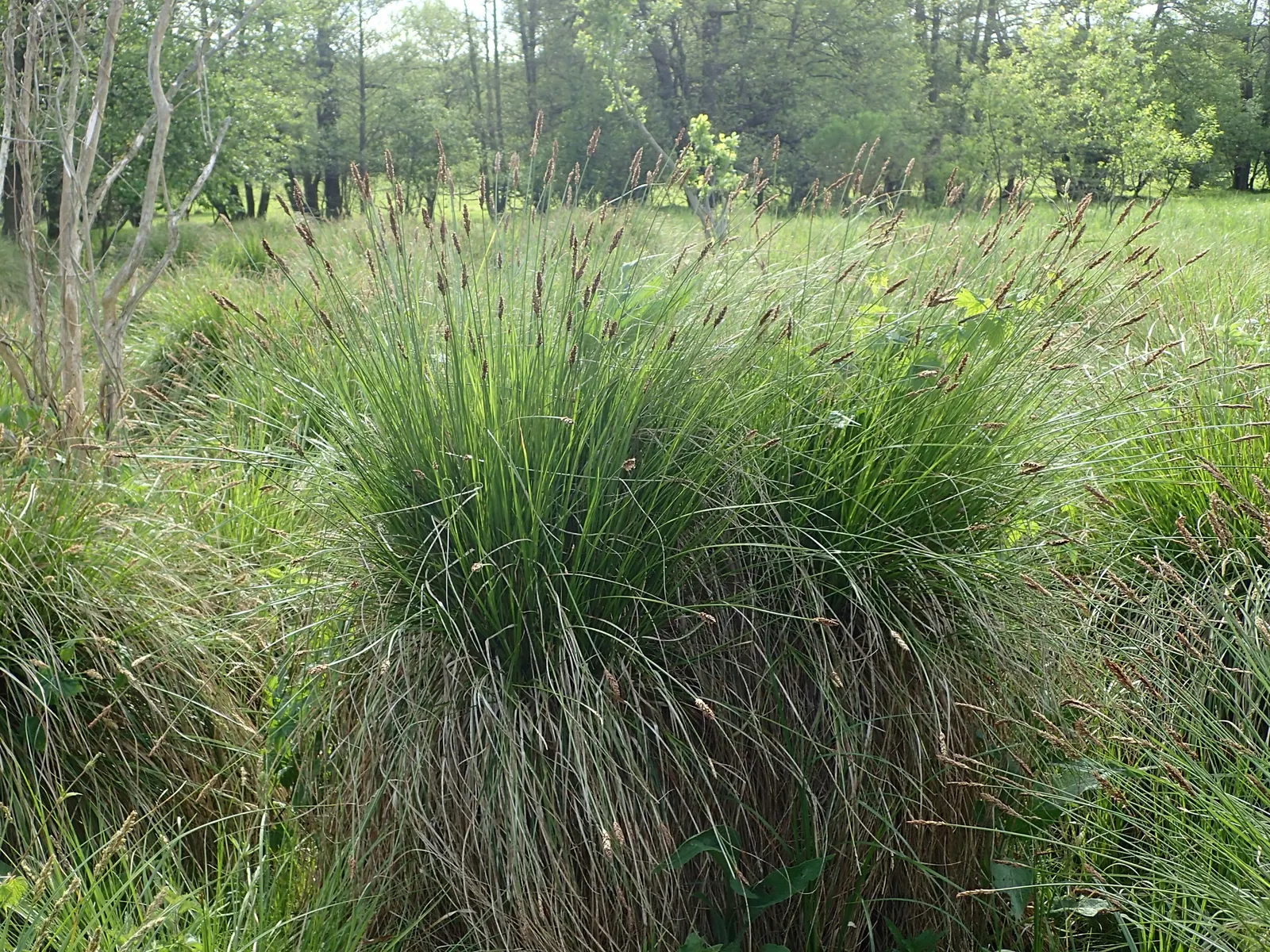 Tussock Sedge (Carex Stricta) — It stands about 1-3 ft tall with narrow, grass-like leaves; making it a prime candidate for rain gardens, image 65