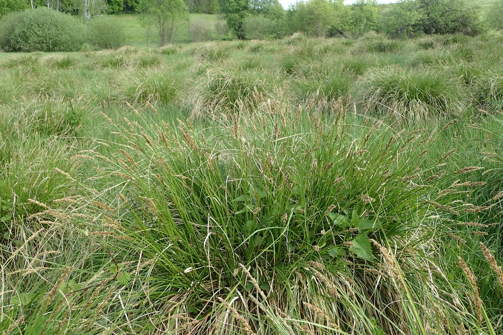 Tussock Sedge (Carex Stricta) — red flowers in the garden; the foliage adorns the landscape with a fine texture, image 91
