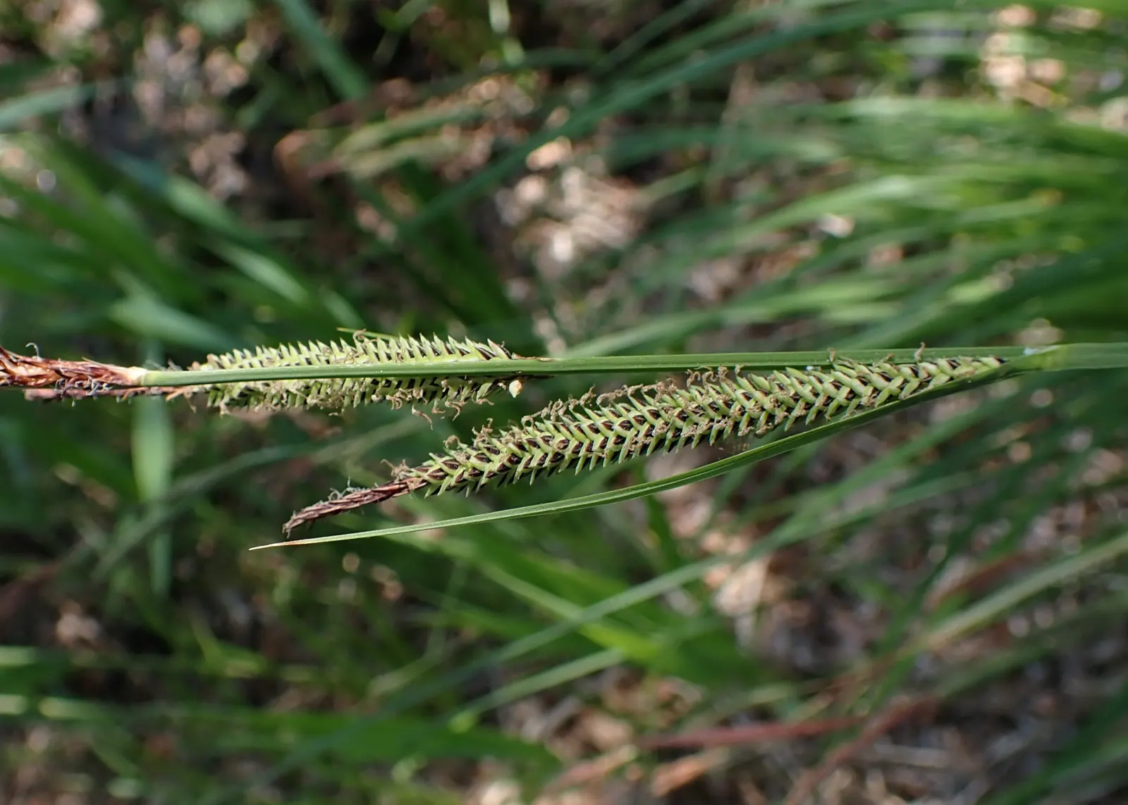 Tussock Sedge (Carex Stricta) — aiding in the establishment of a biodiverse ecosystem.<br><br>Notable for its narrow